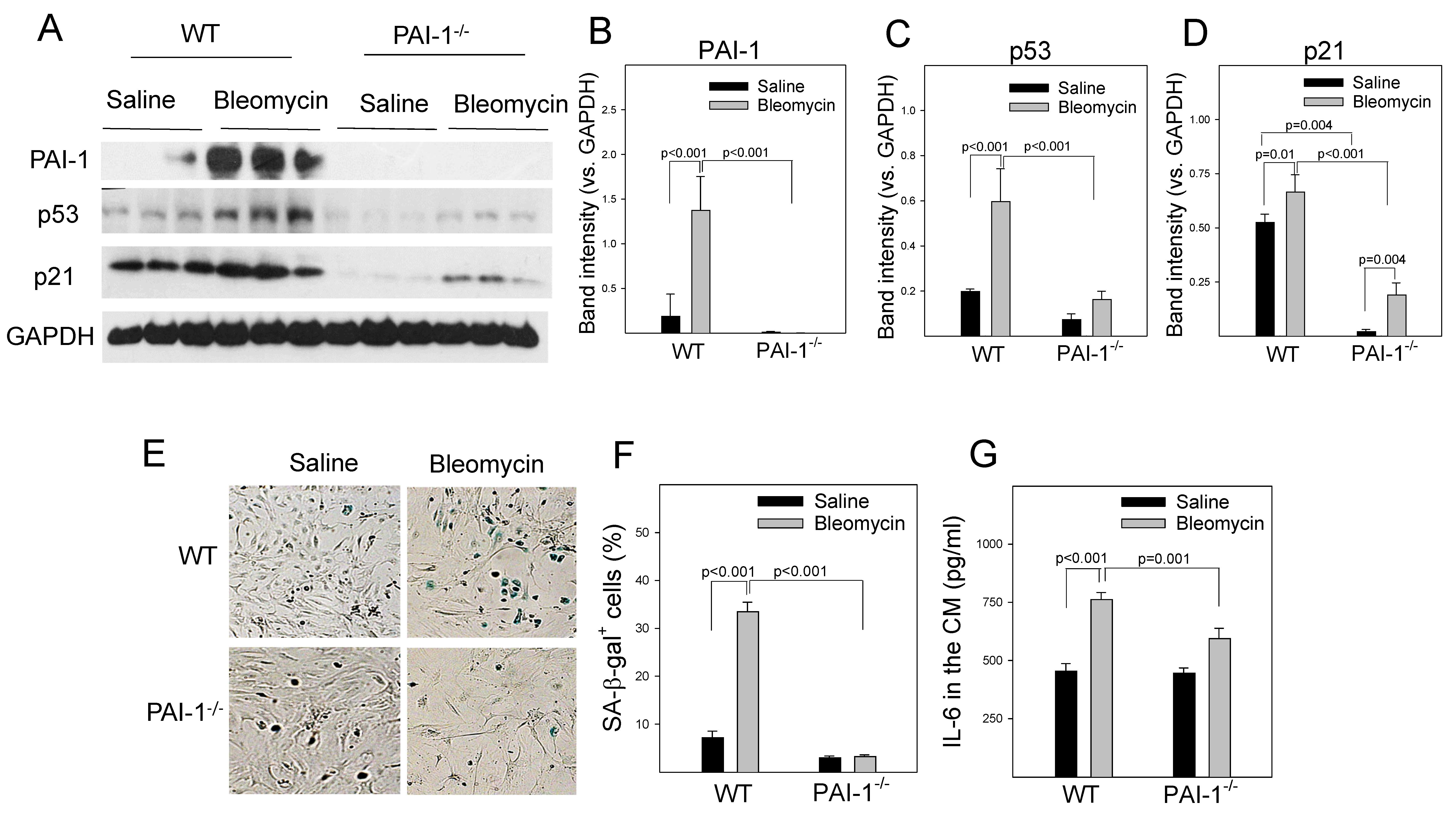 Cells 12 02008 g007 Cells 12 02008 g007