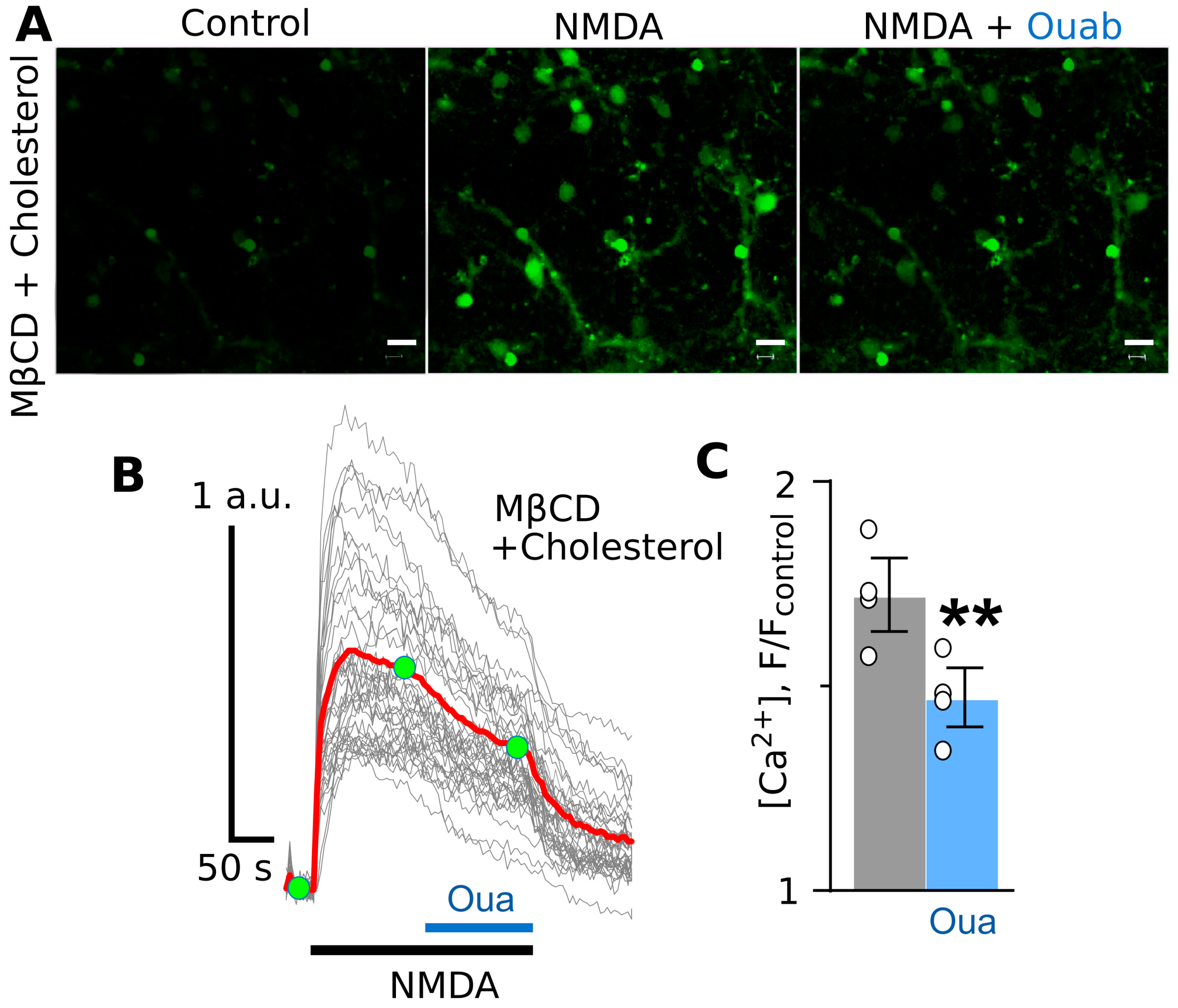 Cells 12 02011 g003 Cells 12 02011 g003
