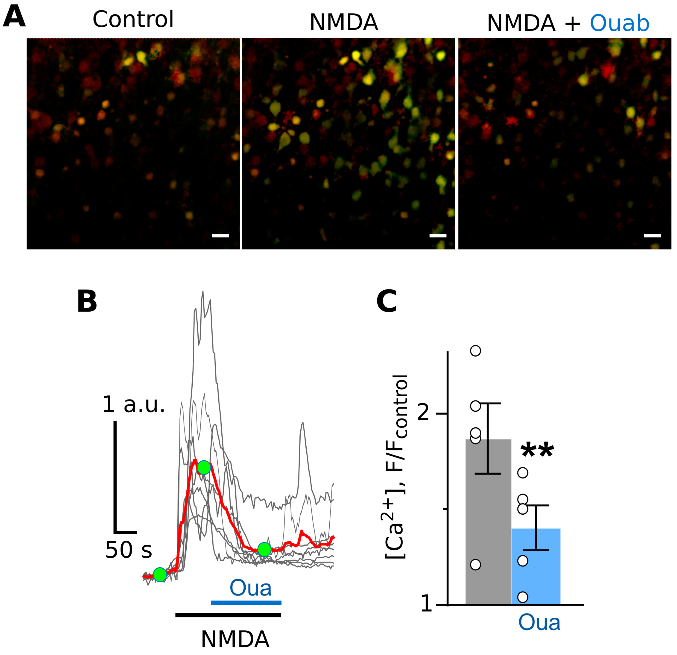 Cells 12 02011 g004 Cells 12 02011 g004