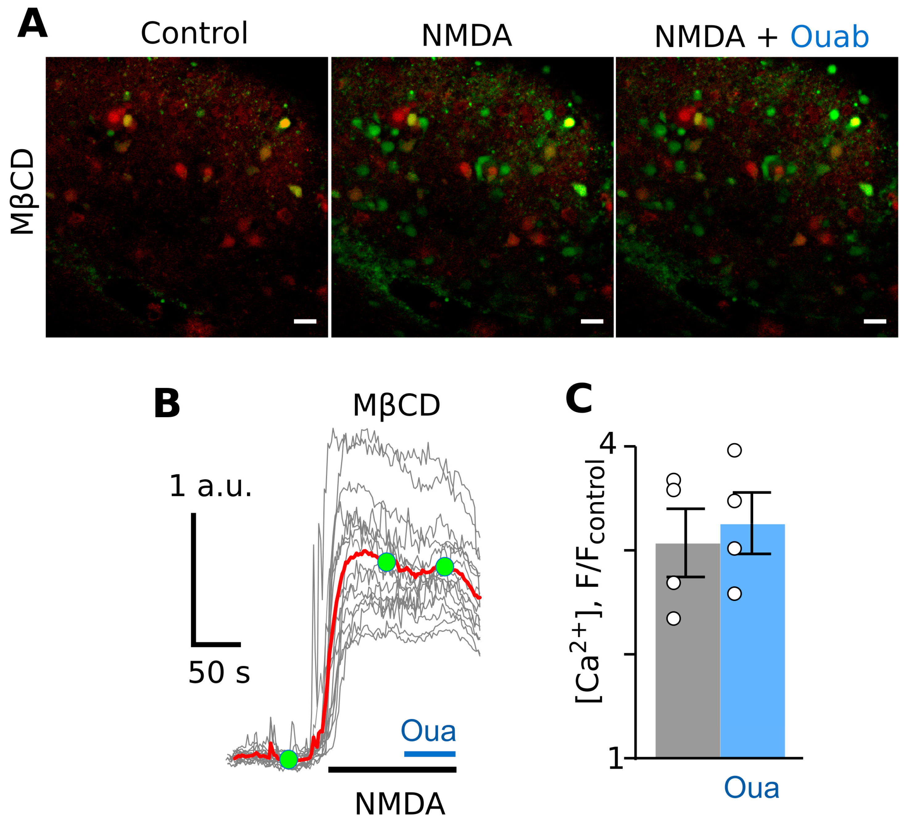 Cells 12 02011 g005 Cells 12 02011 g005