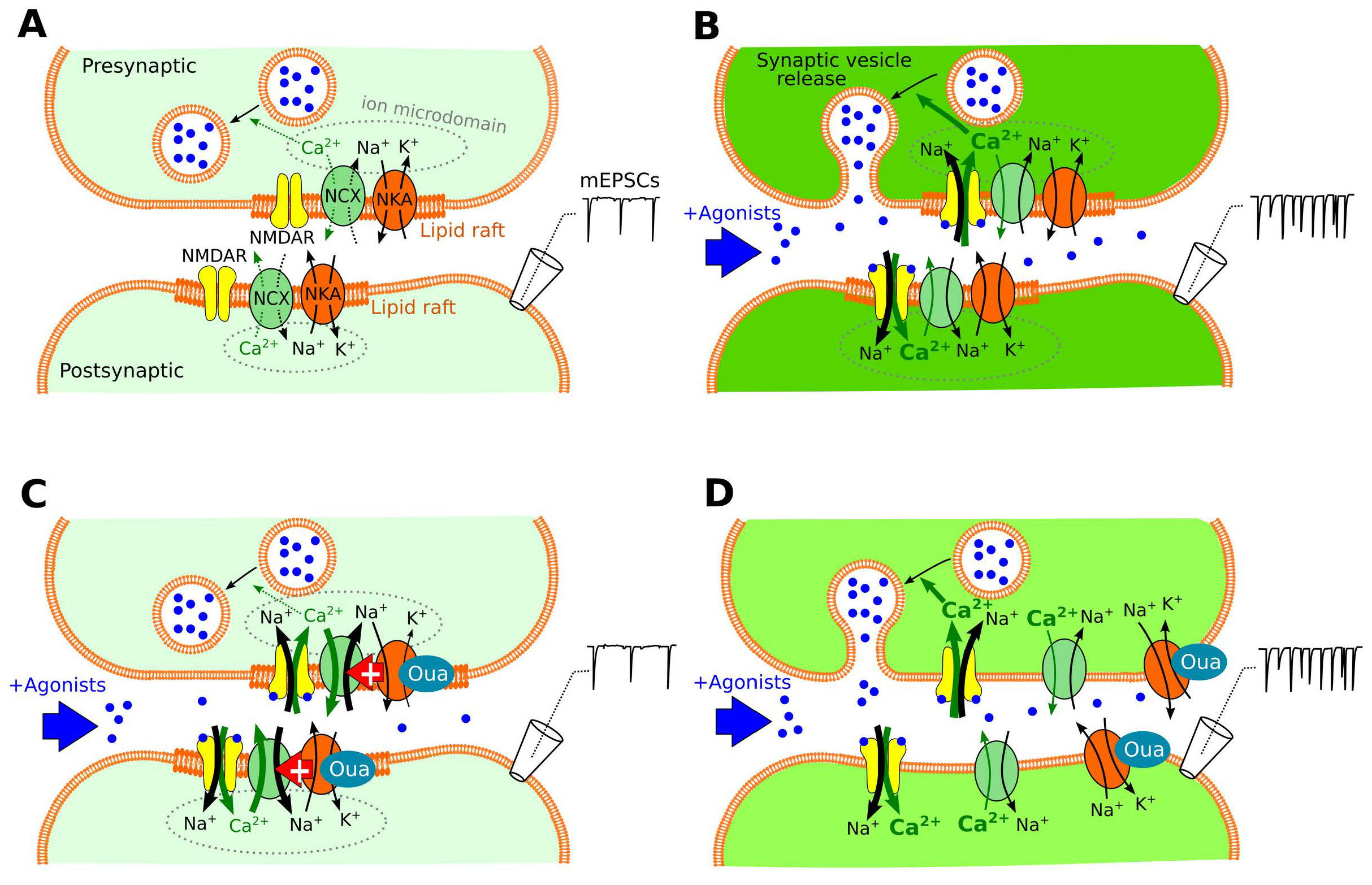 Cells 12 02011 g008 Cells 12 02011 g008