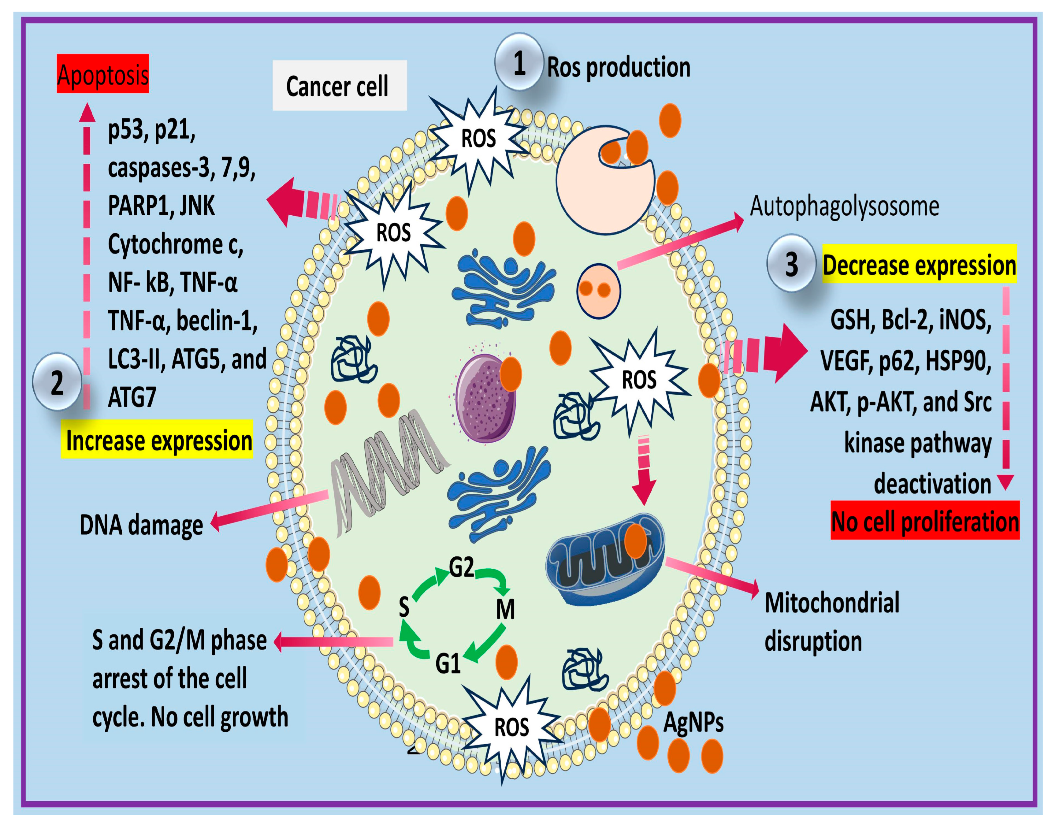 Cells 12 02012 g002 Cells 12 02012 g002