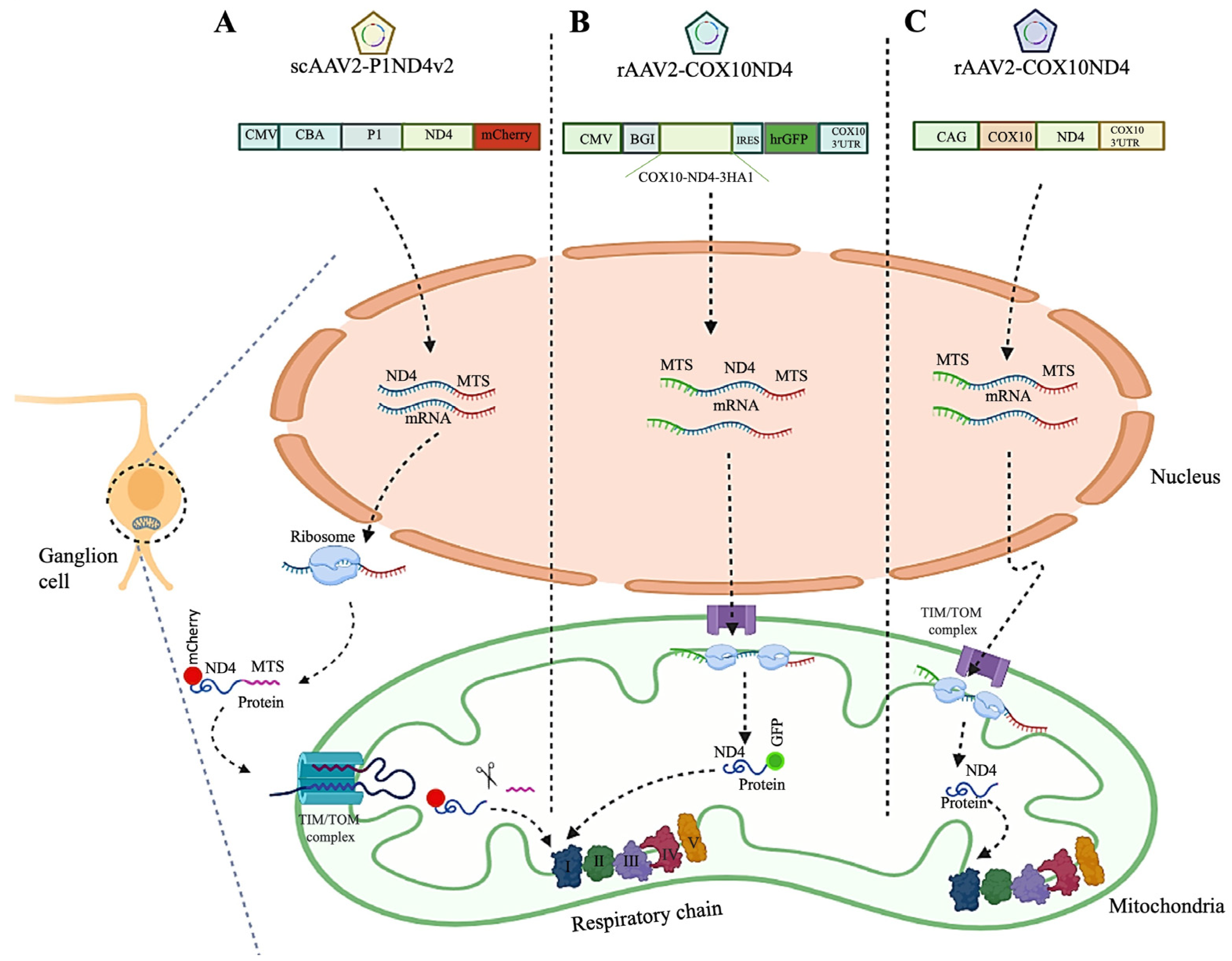 Current and Future Landscape in Genetic Therapies for Leber