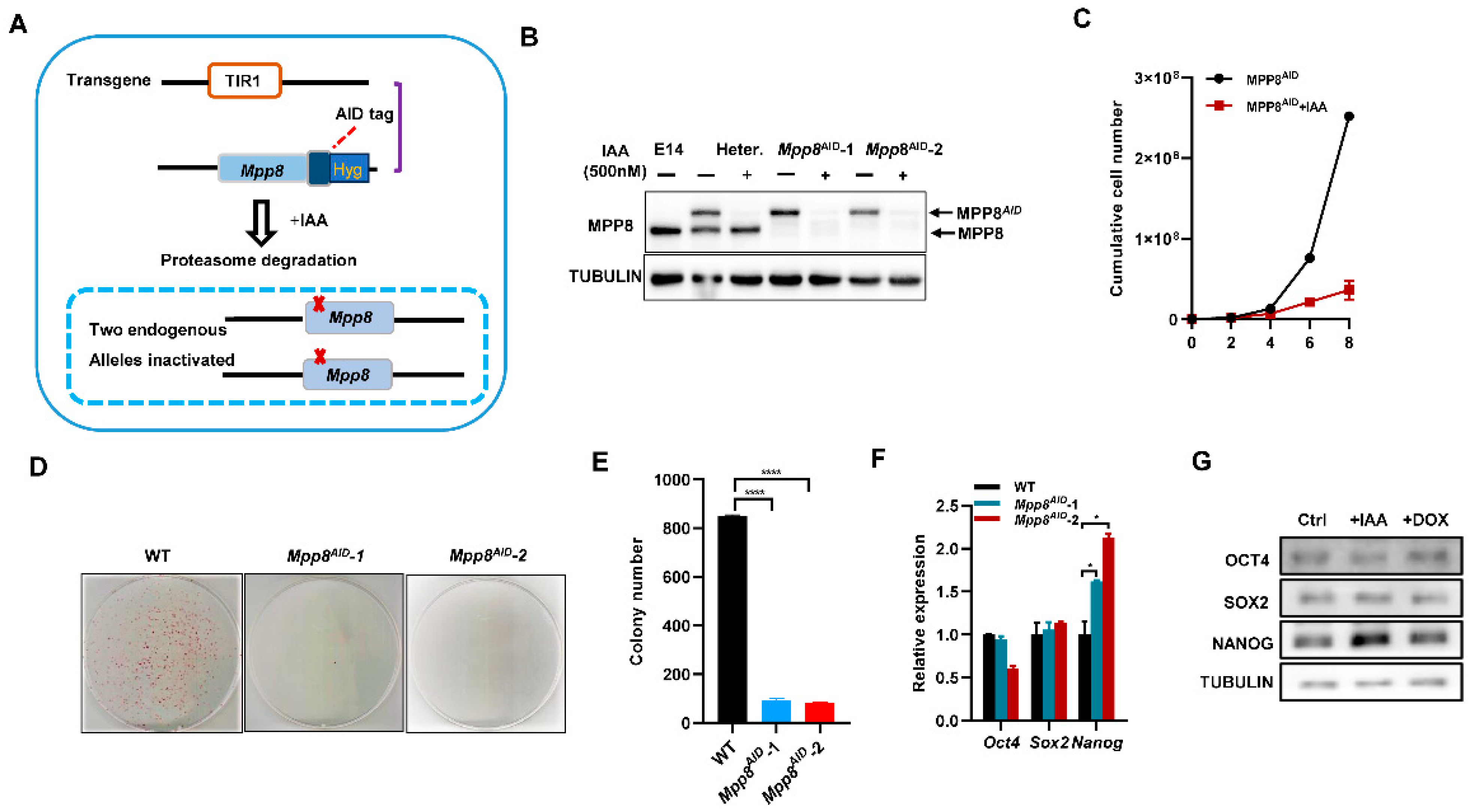 Cells 12 02023 g001 Cells 12 02023 g001