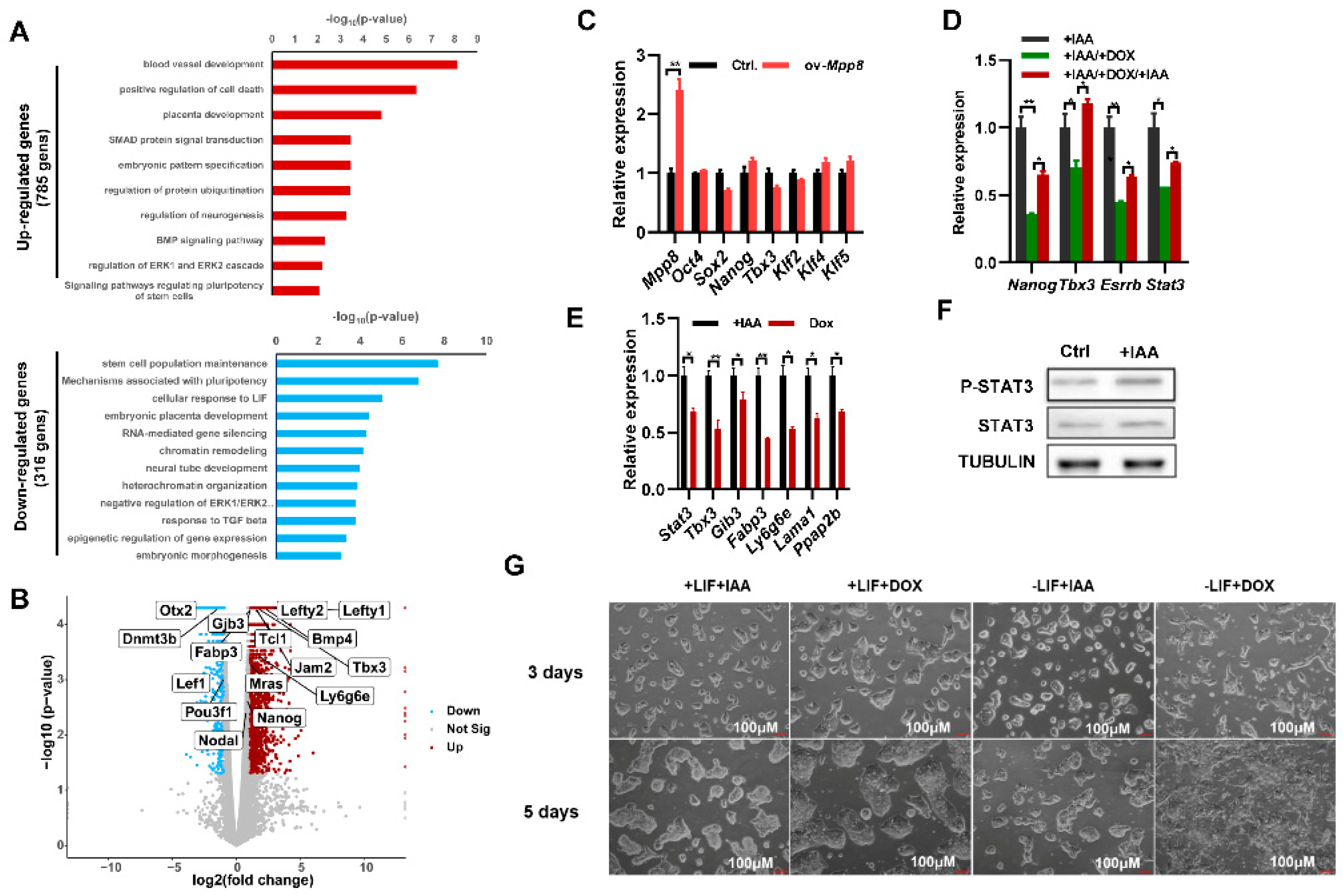 Cells 12 02023 g002 Cells 12 02023 g002