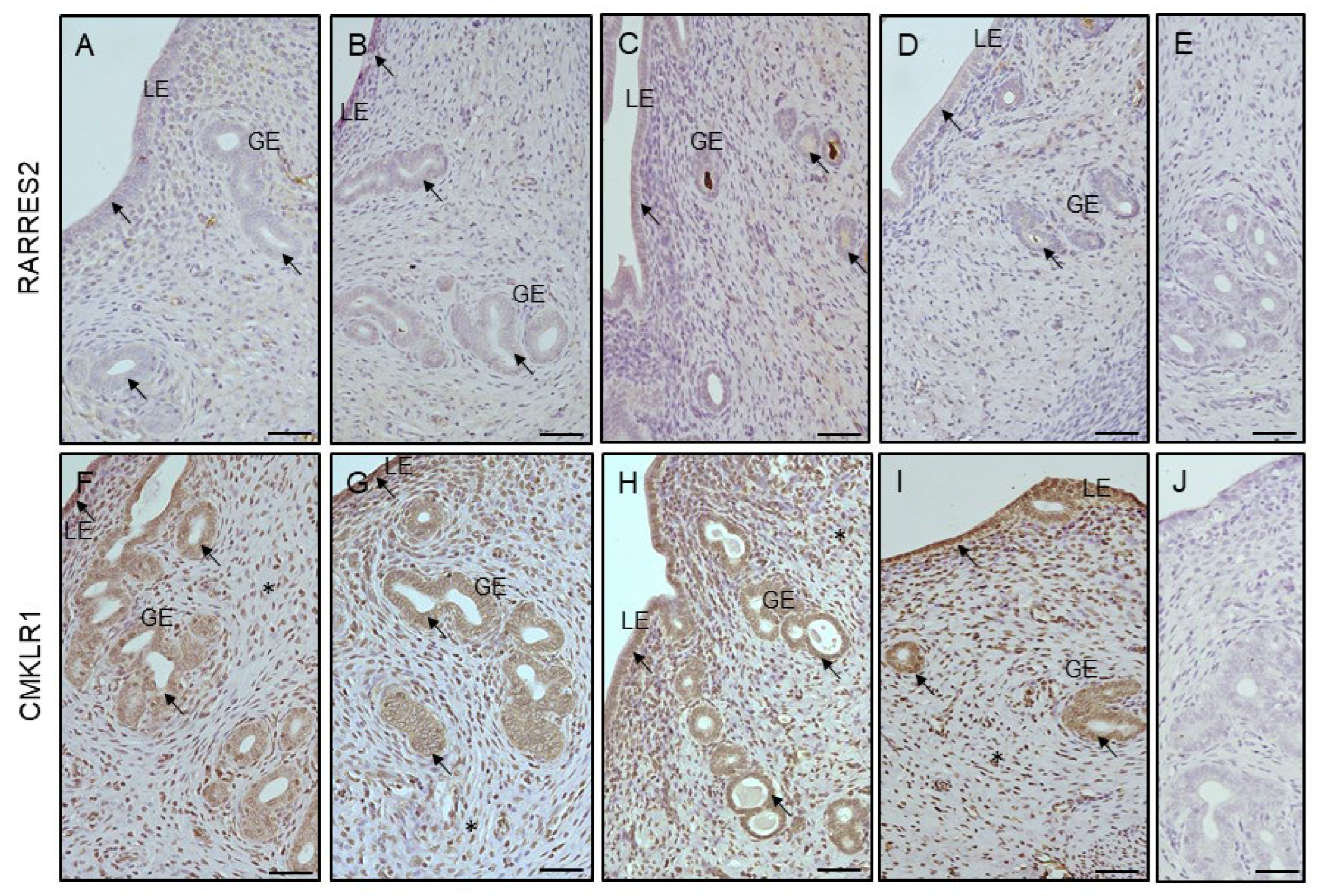Cells 12 02026 g006a