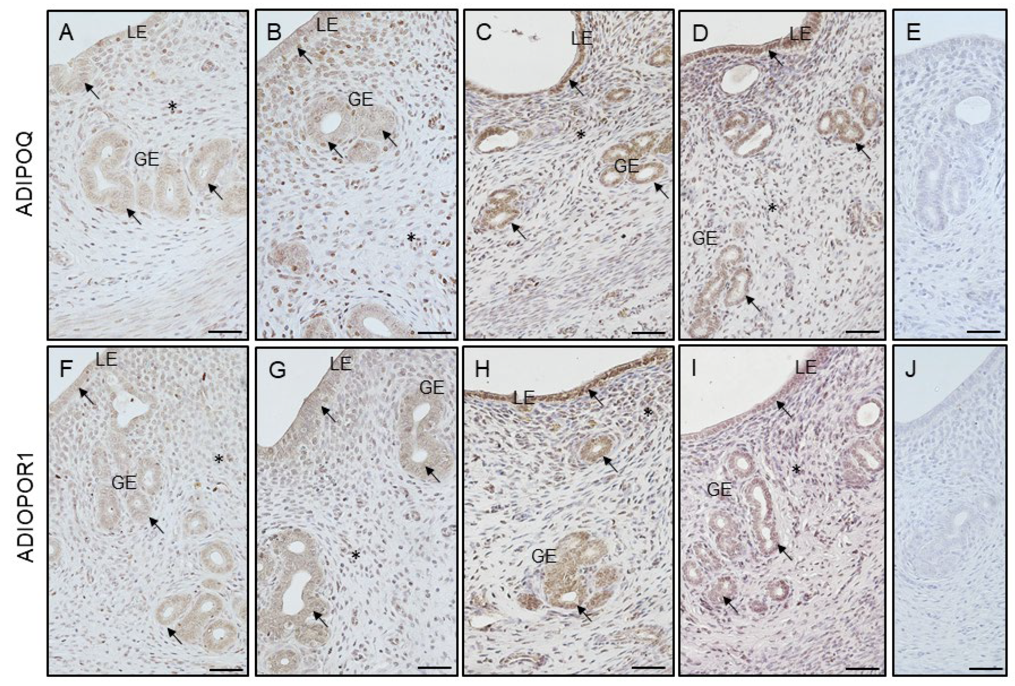 Cells 12 02026 g008a
