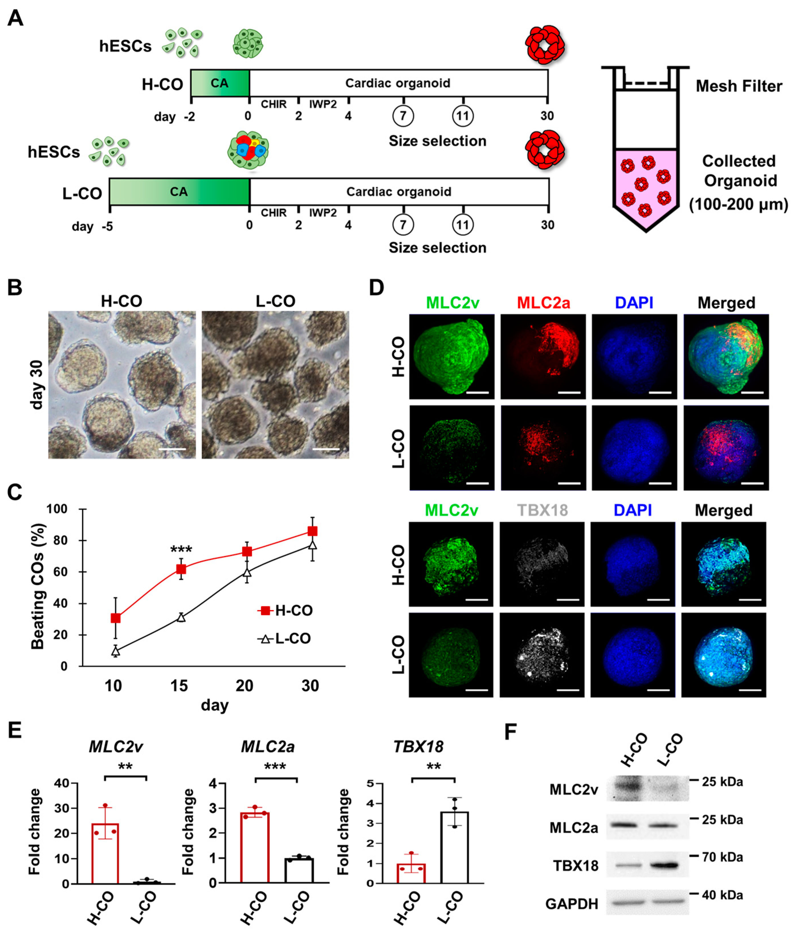 Cells 12 02029 g001 Cells 12 02029 g001