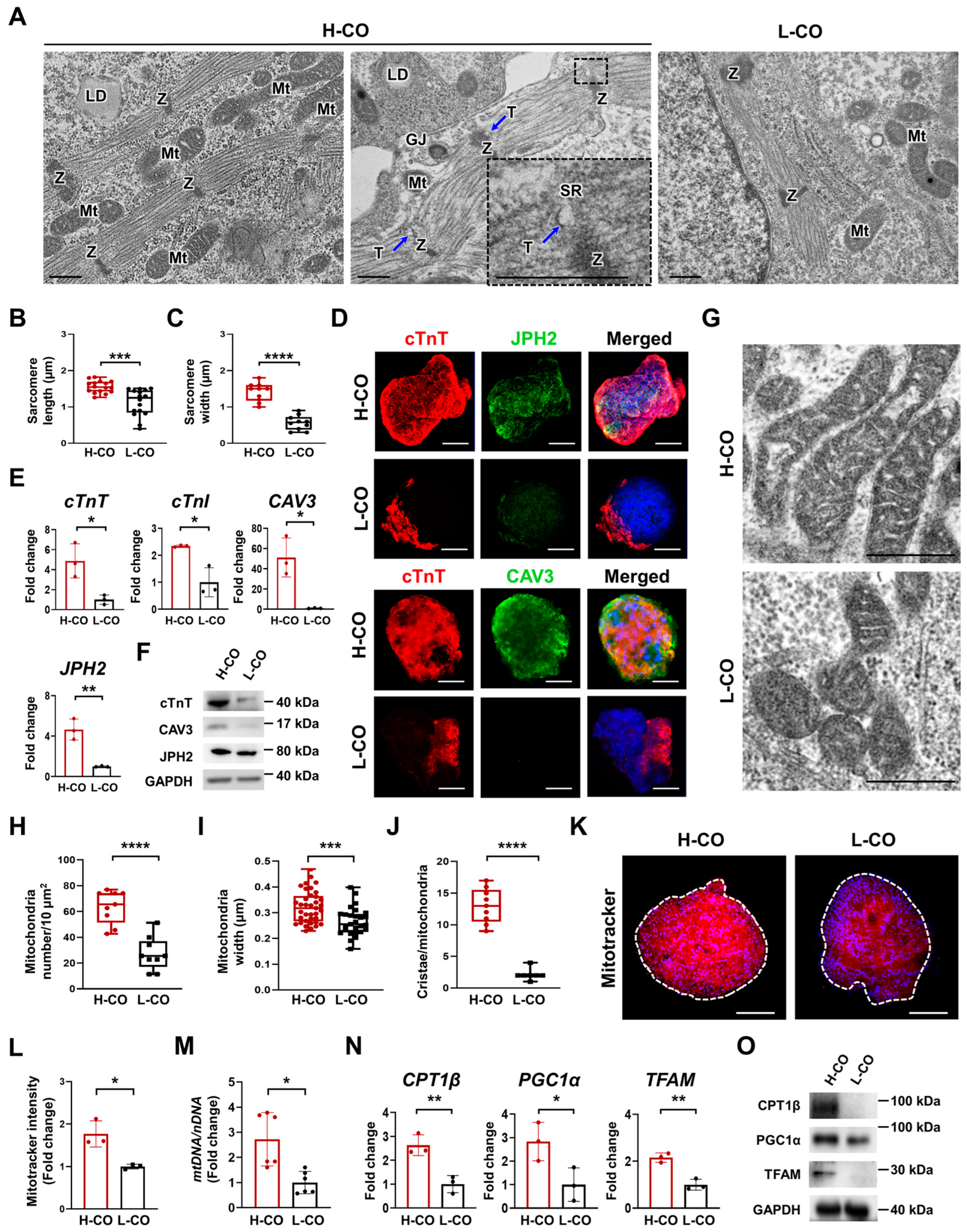 Cells 12 02029 g002 Cells 12 02029 g002