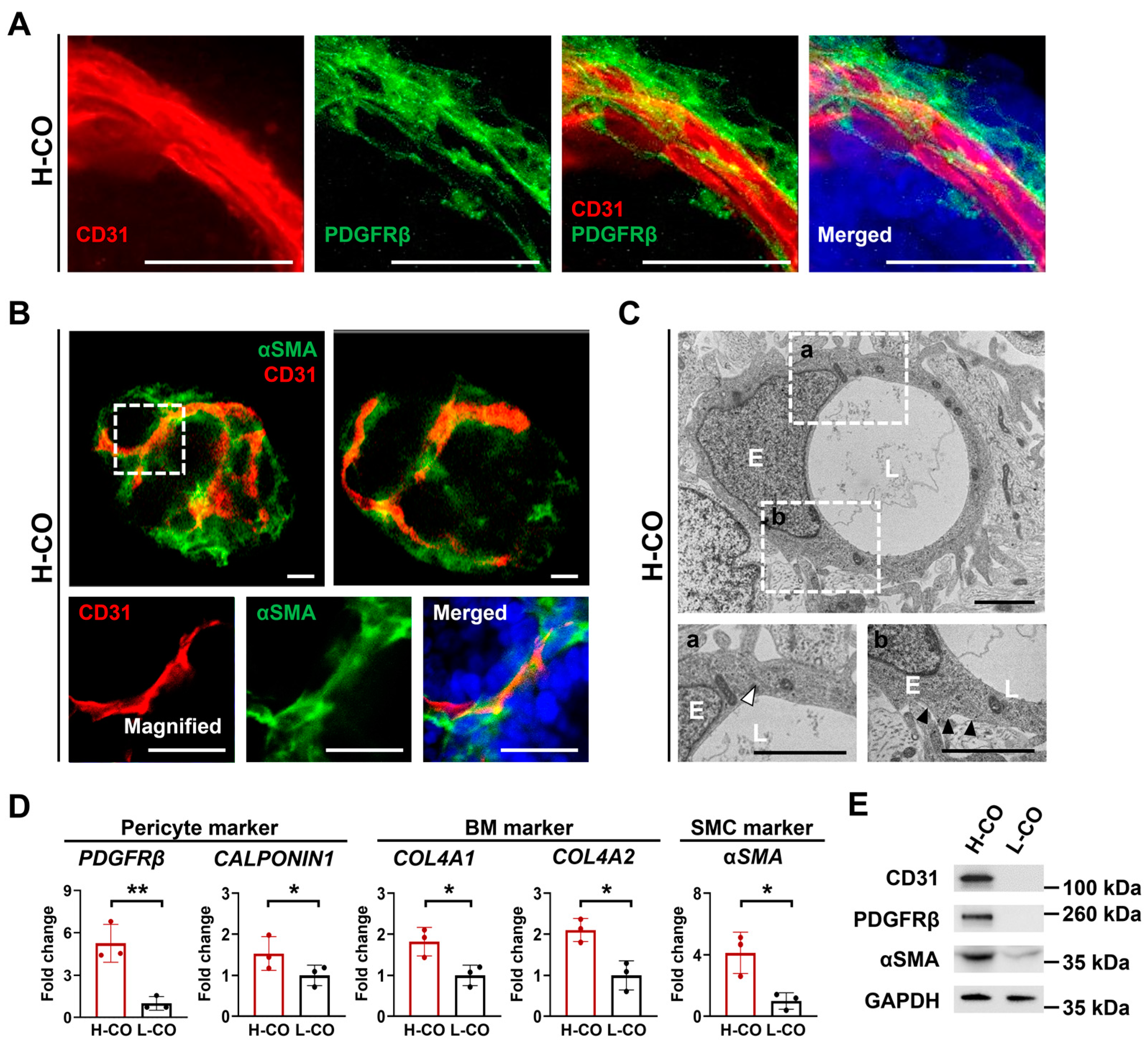 Cells 12 02029 g005 Cells 12 02029 g005