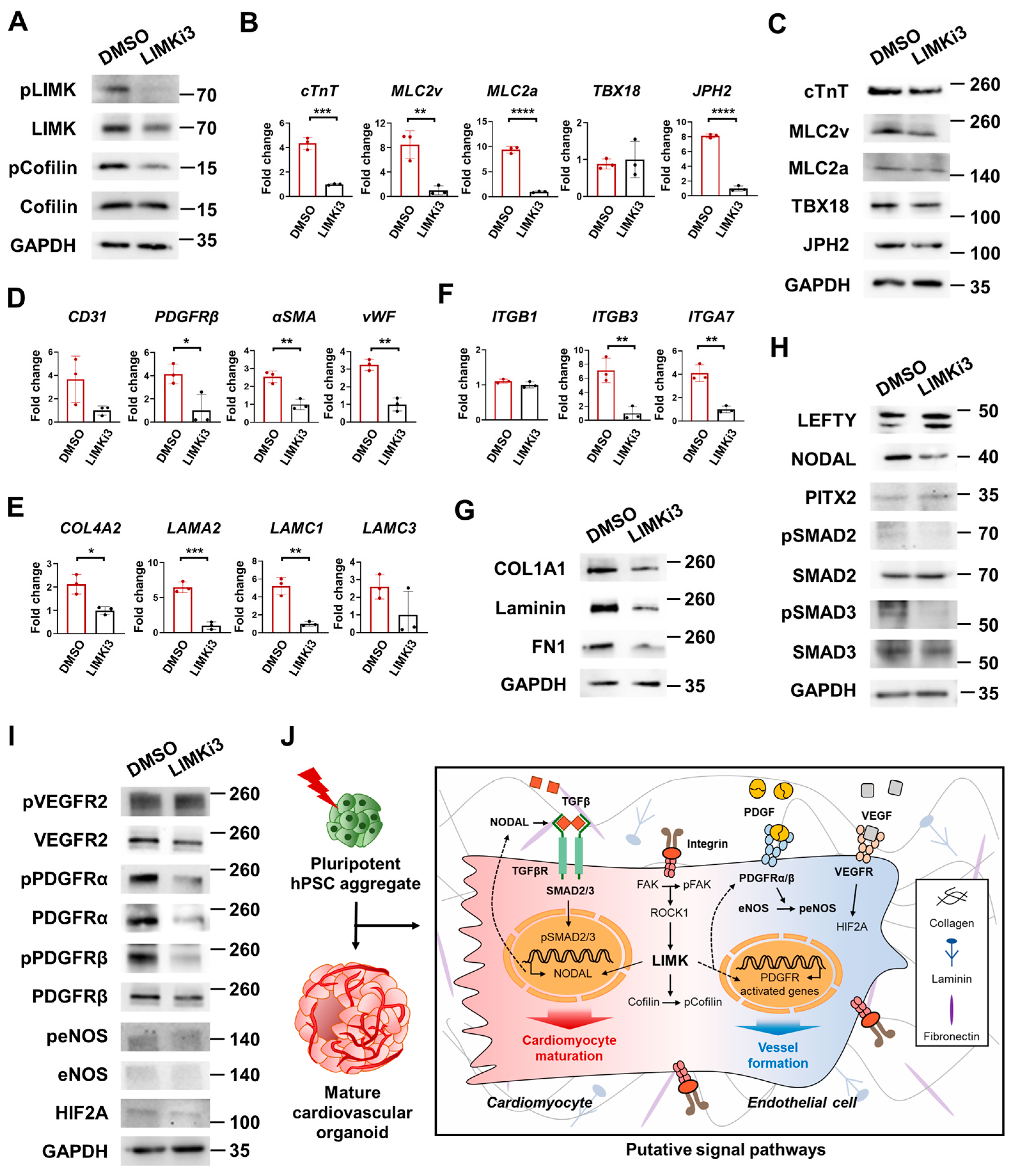 Cells 12 02029 g008 Cells 12 02029 g008