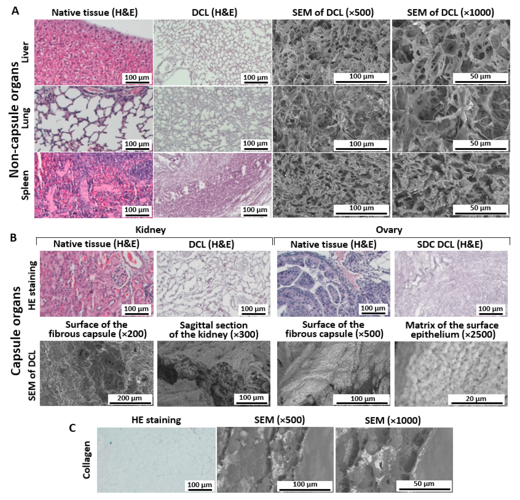 Cells 12 02030 g002 Cells 12 02030 g002