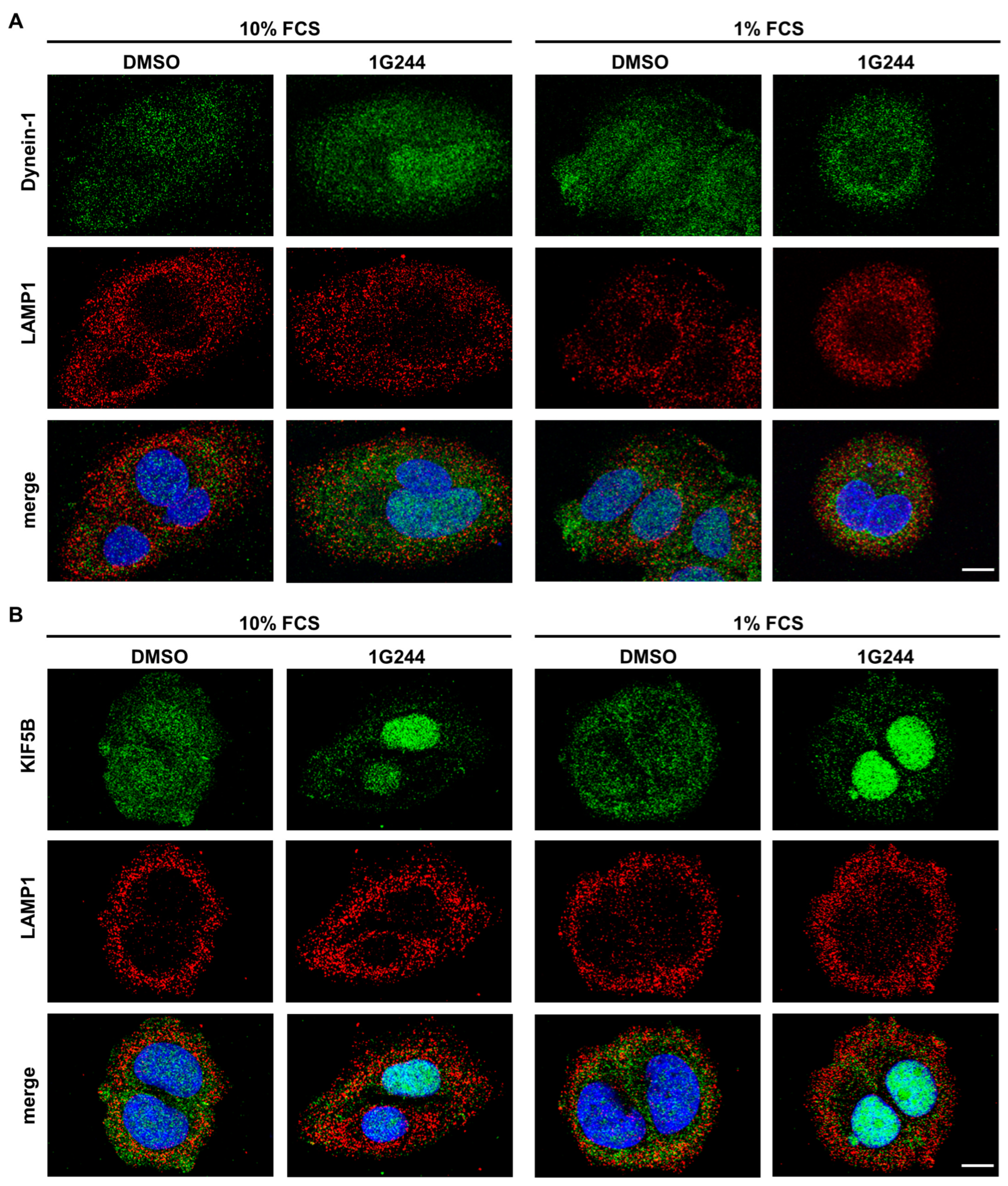 Cells 12 02031 g004 Cells 12 02031 g004