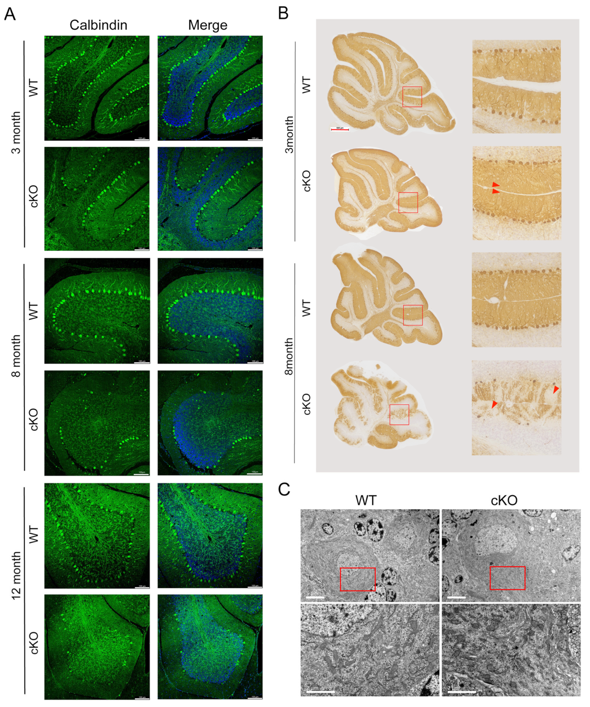 Cells 12 02032 g002 Cells 12 02032 g002