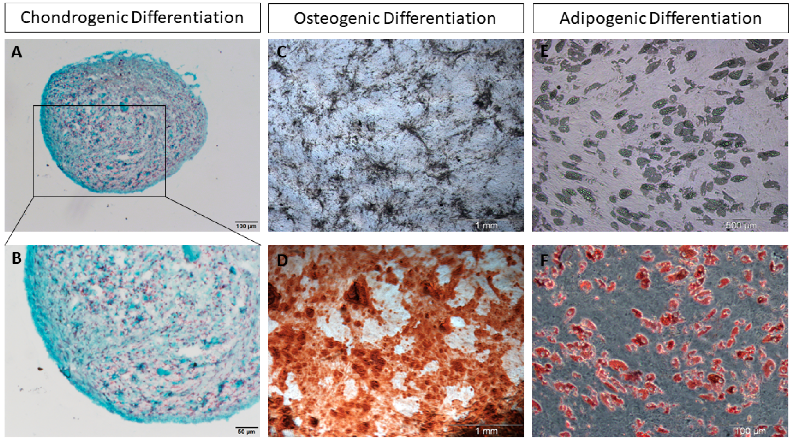 Cells 12 02039 g001 Cells 12 02039 g001