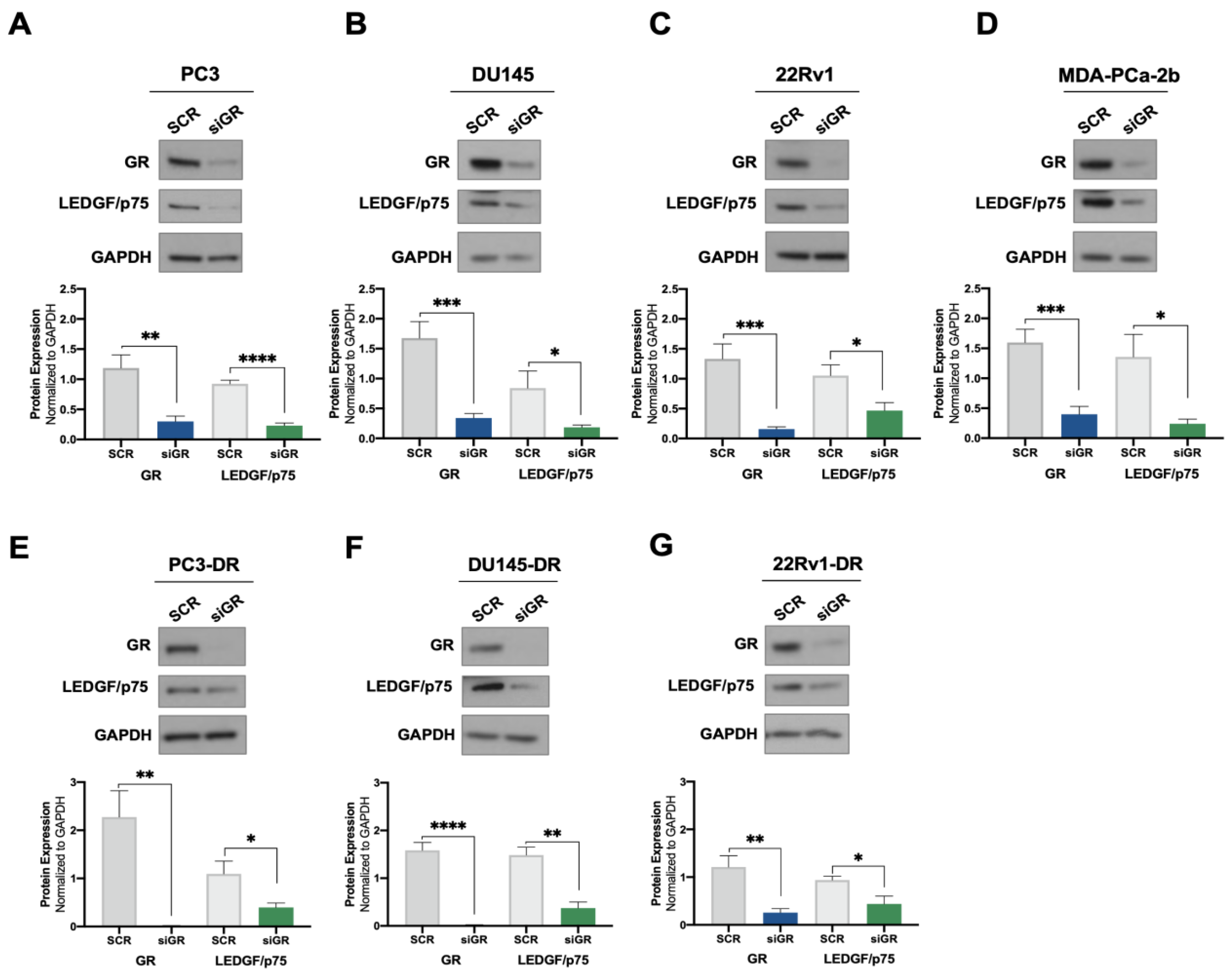Cells 12 02046 g001 Cells 12 02046 g001