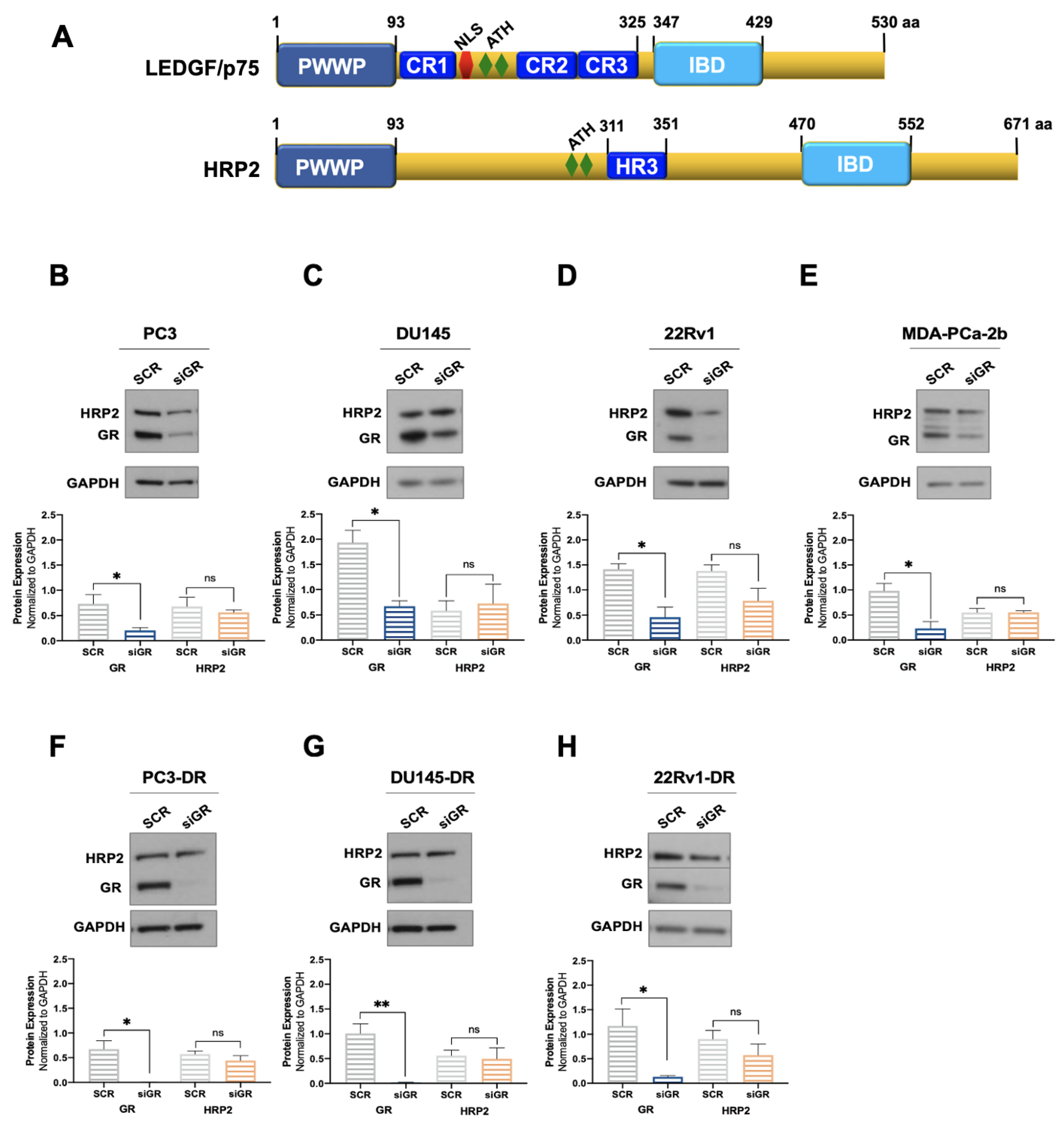 Cells 12 02046 g002 Cells 12 02046 g002