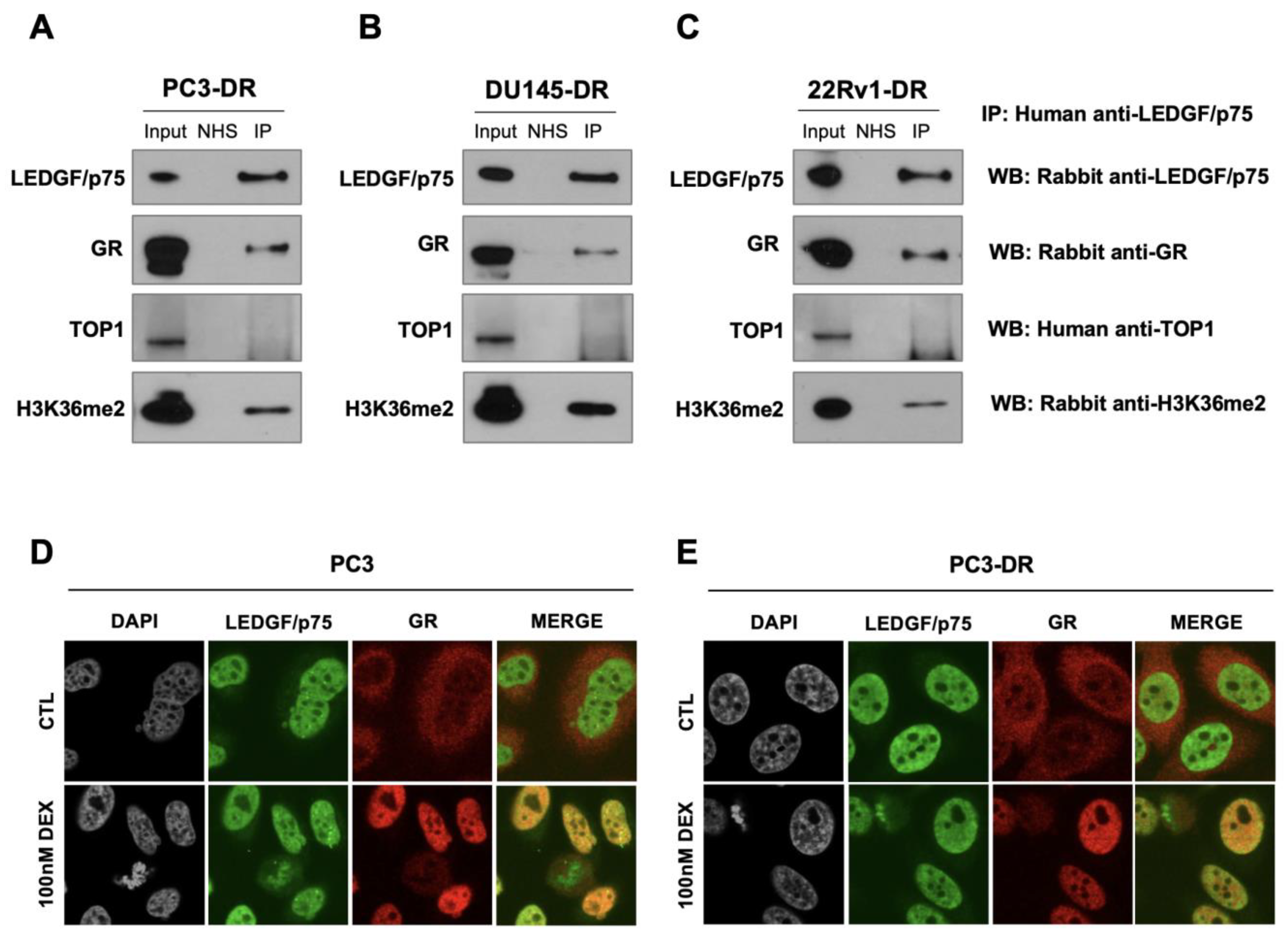 Cells 12 02046 g006 Cells 12 02046 g006