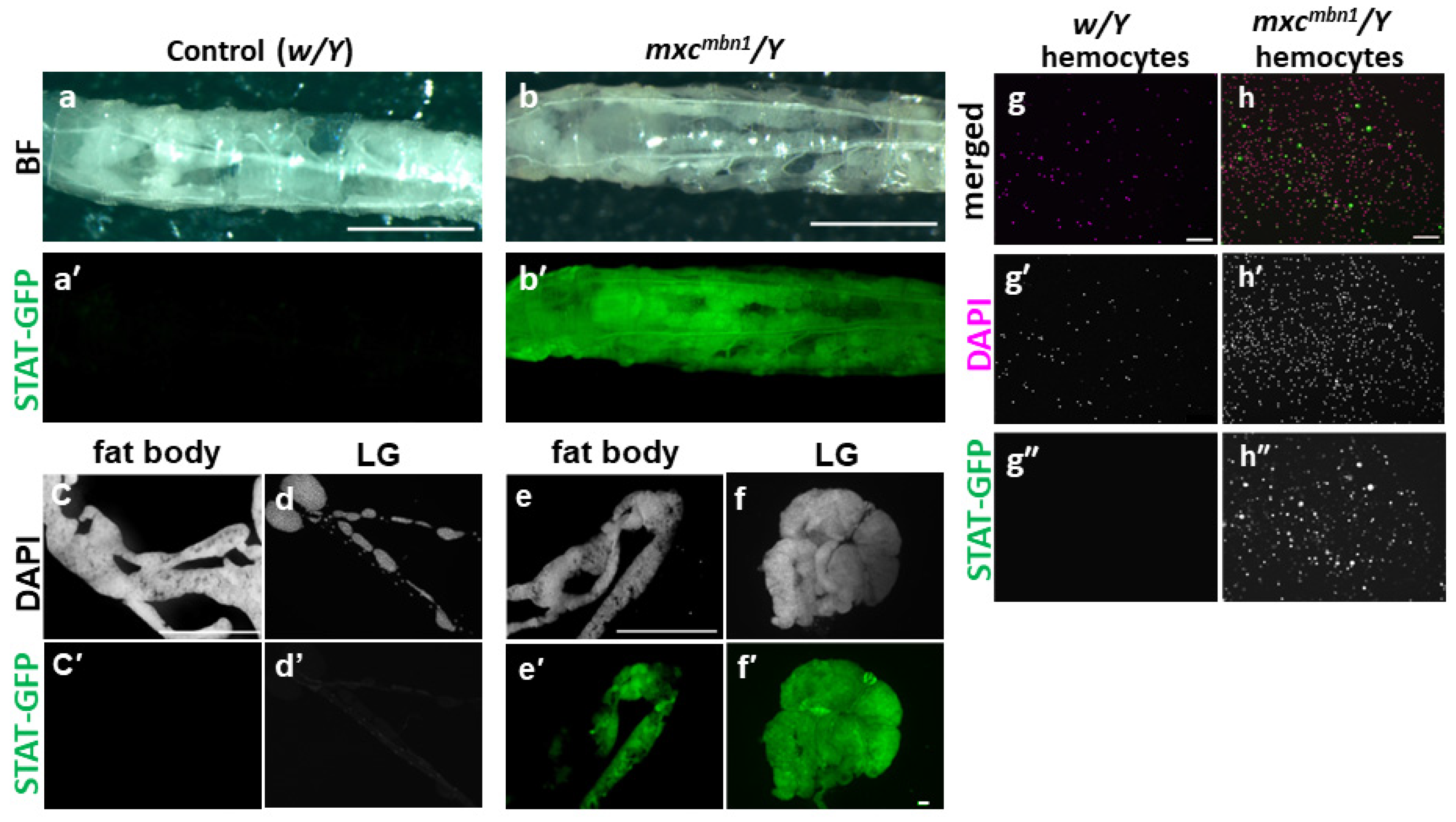 Cells 12 02047 g002 Cells 12 02047 g002