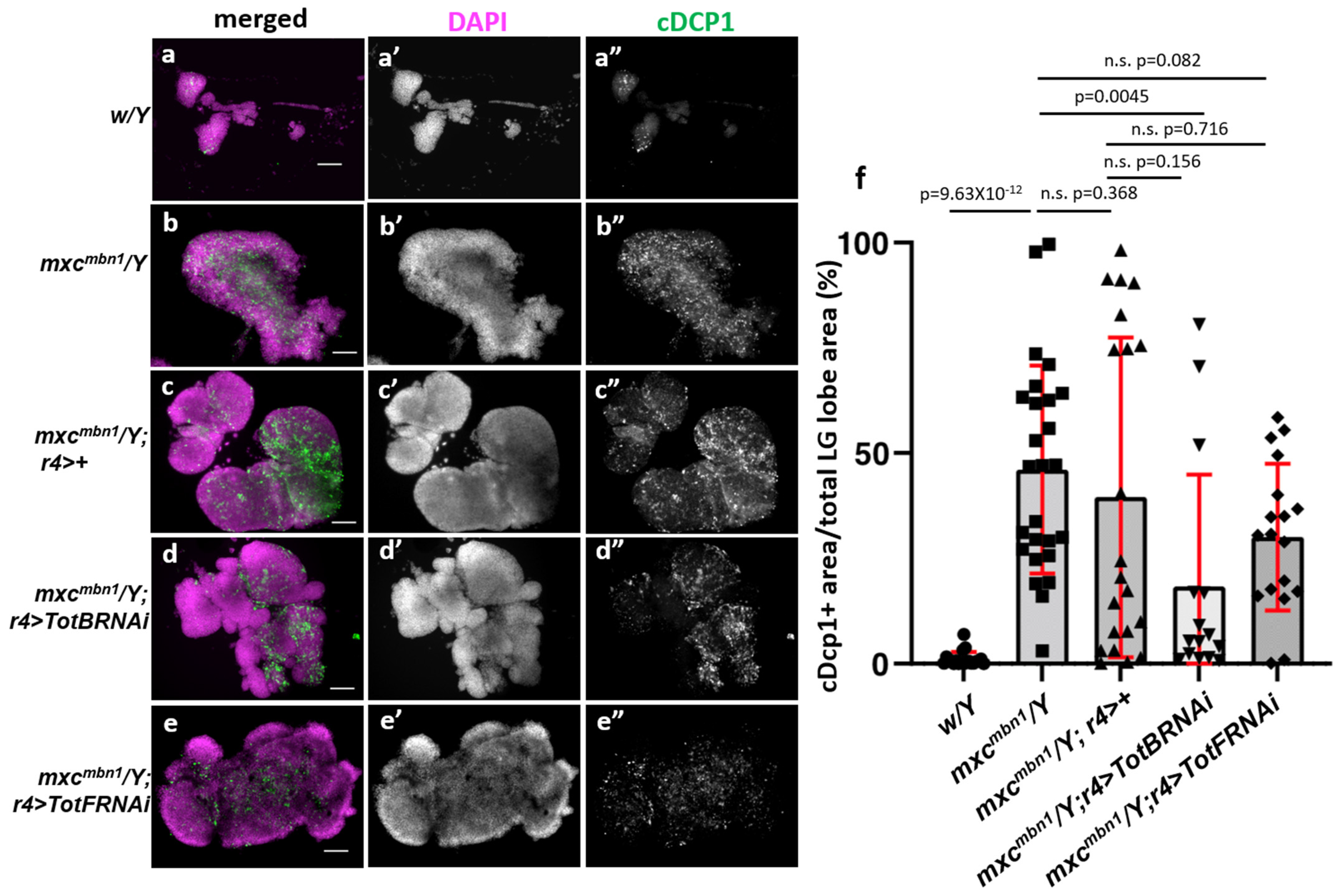 Cells 12 02047 g007 Cells 12 02047 g007