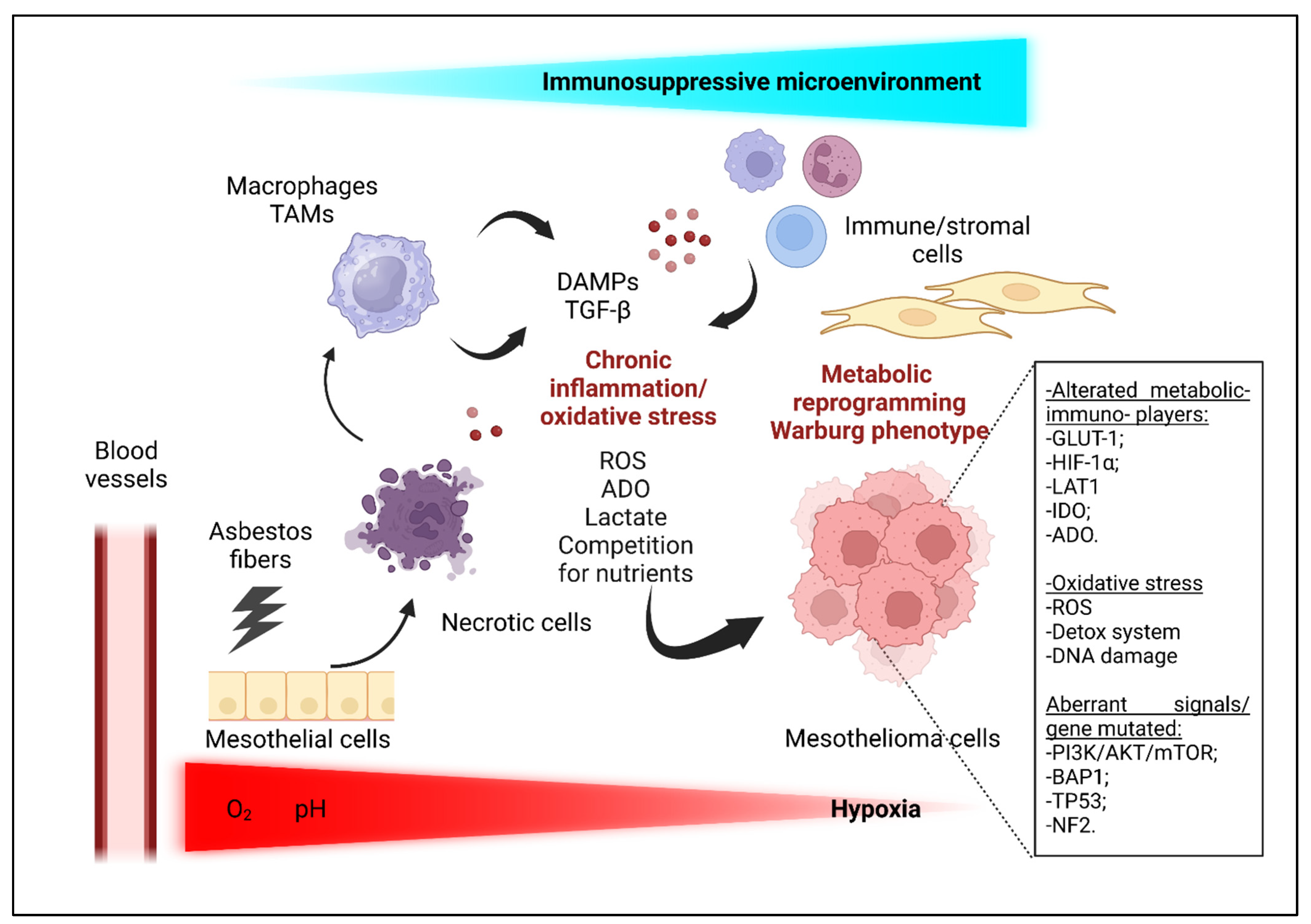 Cells 12 02048 g002 Cells 12 02048 g002