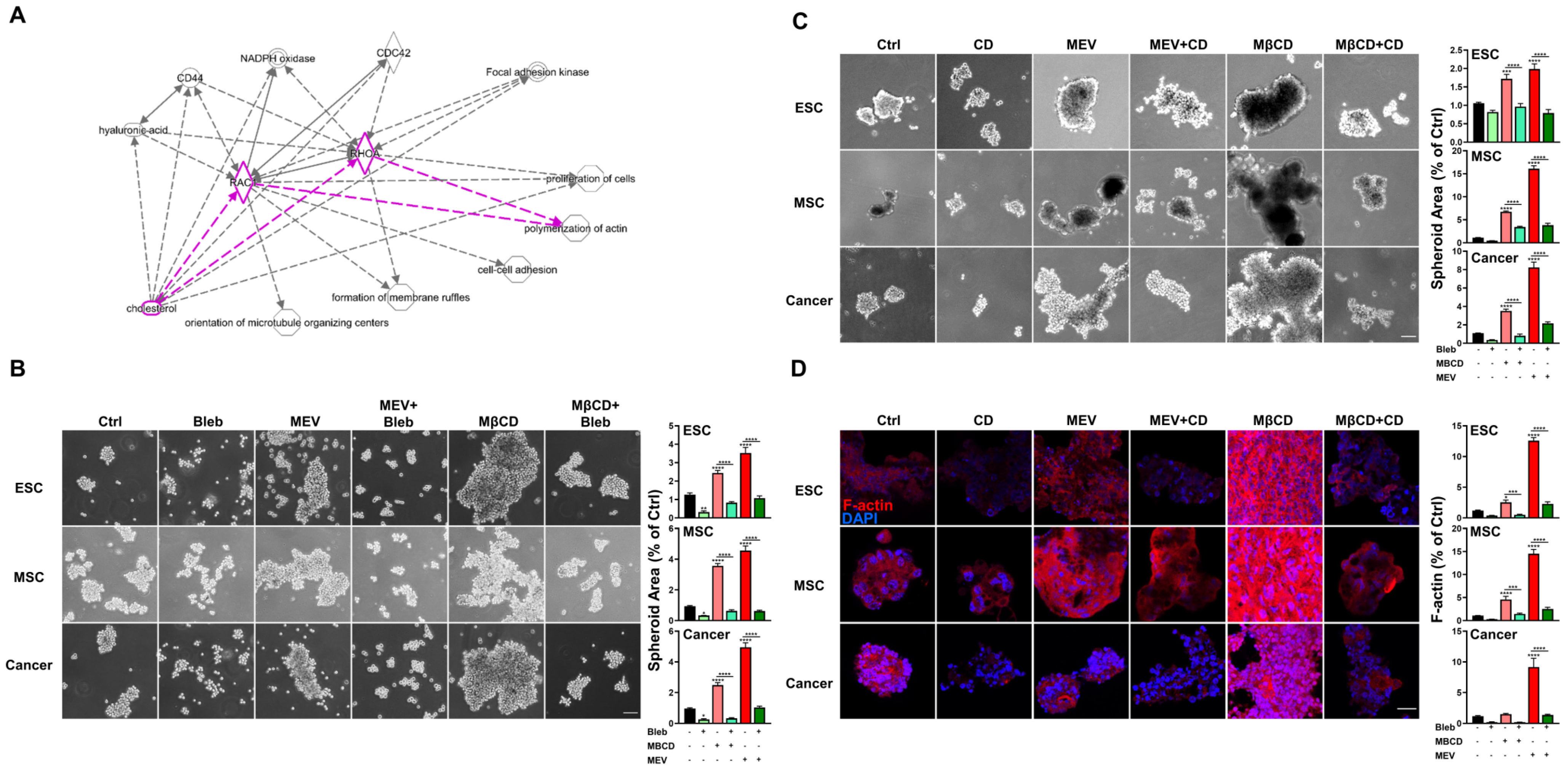 Cells 12 02050 g004 Cells 12 02050 g004