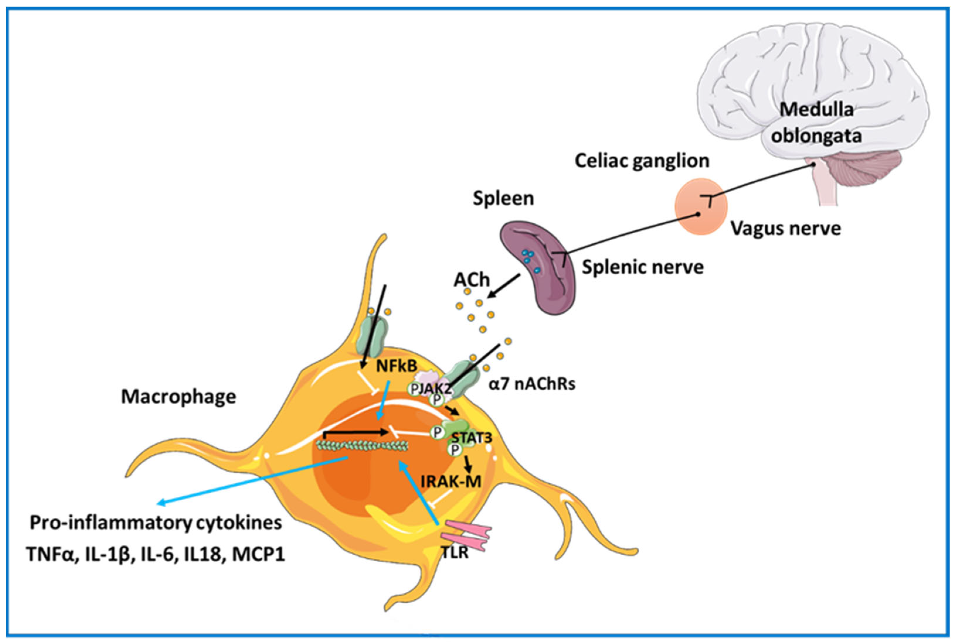 Cells 12 02051 g002 Cells 12 02051 g002