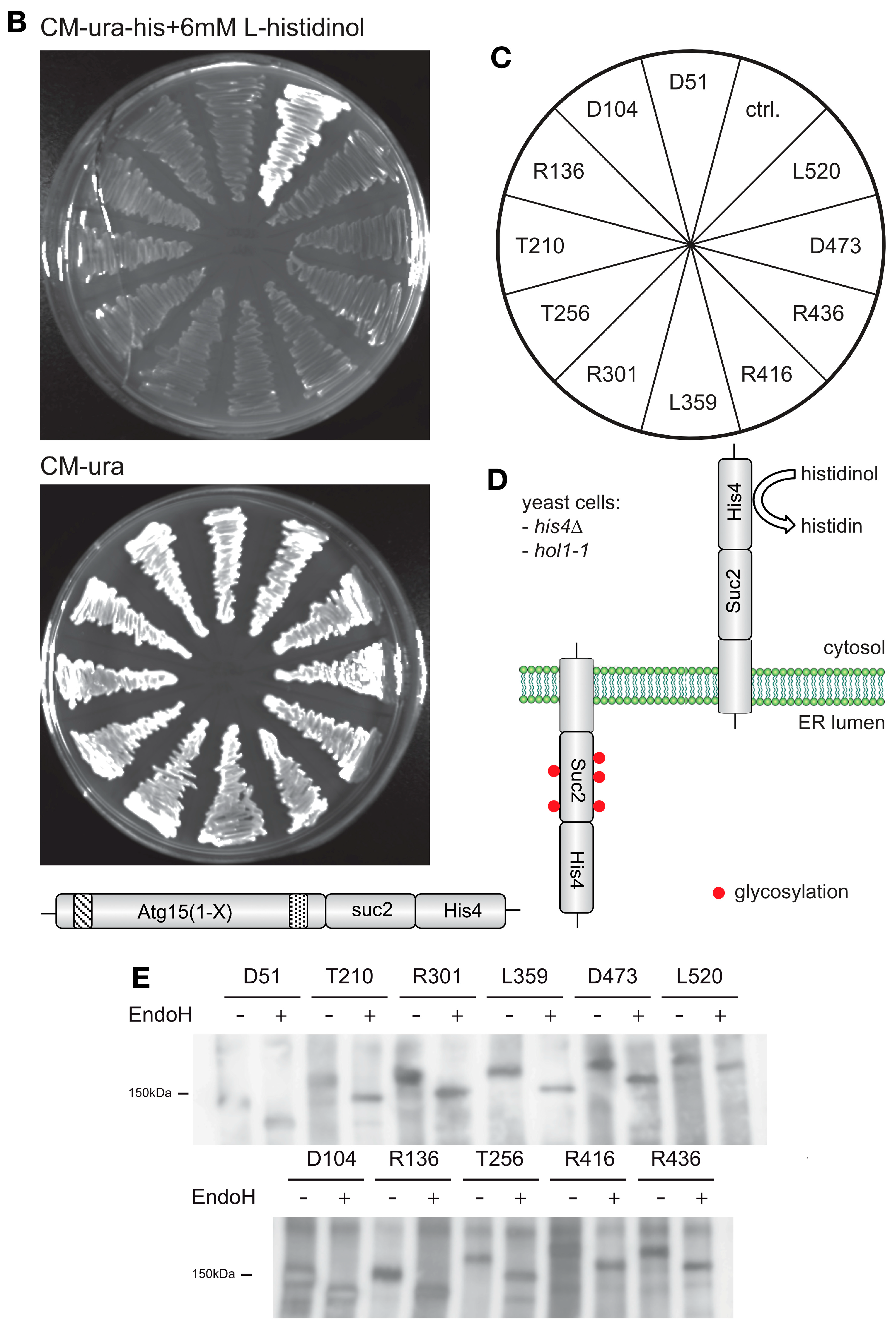 Cells 12 02056 g005b