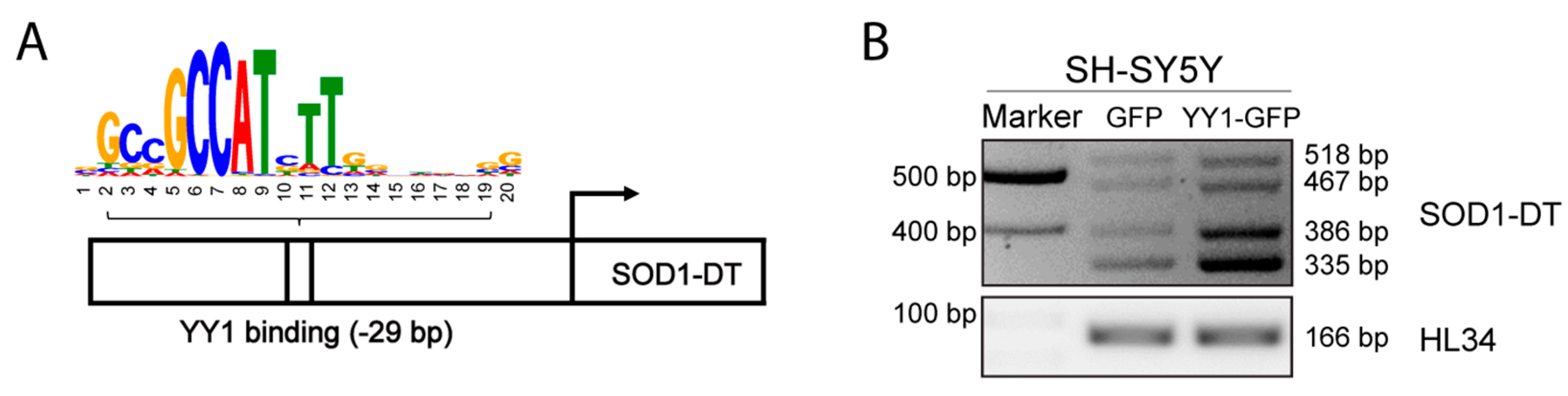 Cells 12 02058 g004 Cells 12 02058 g004
