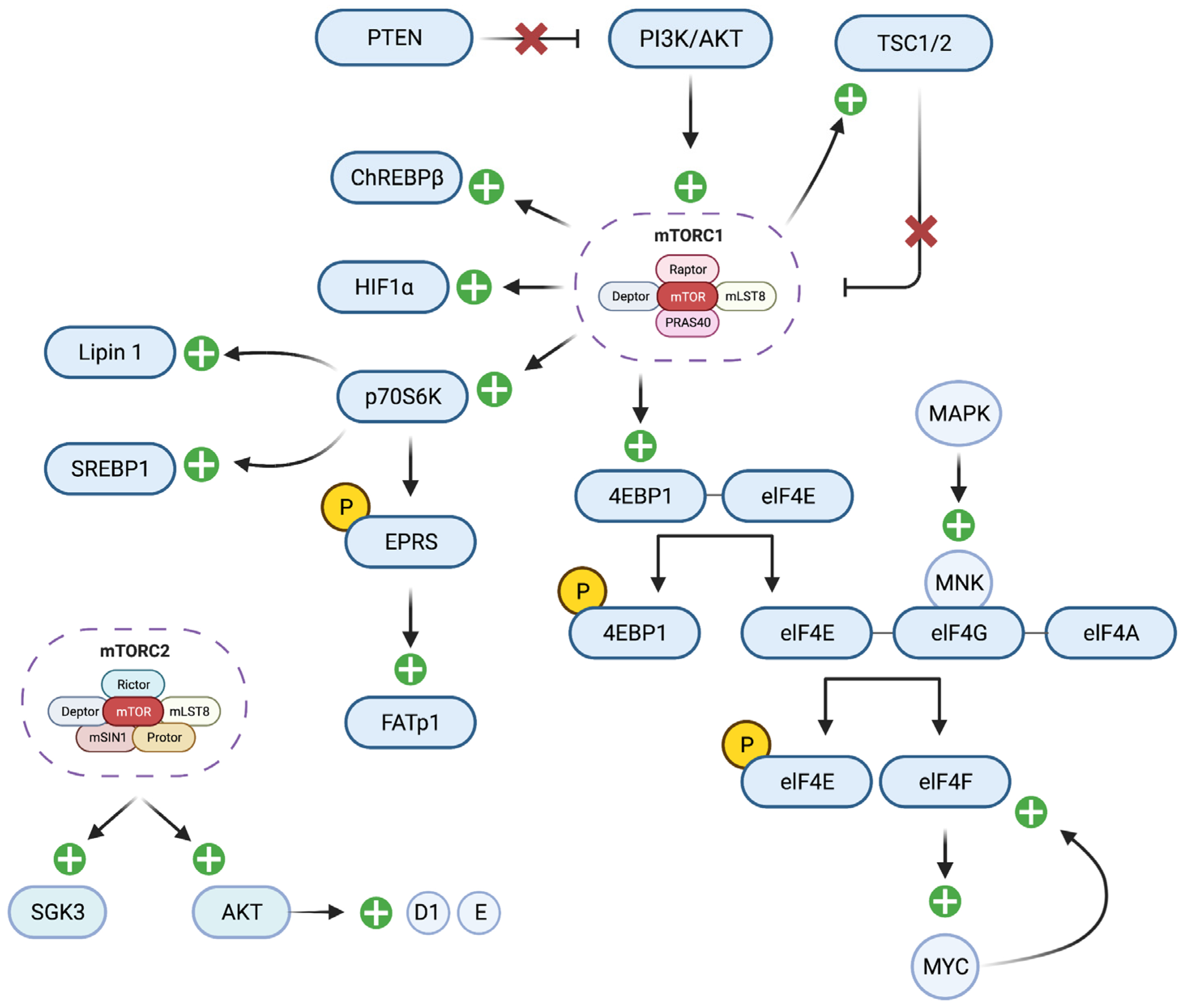 Cells 12 02061 g001 Cells 12 02061 g001