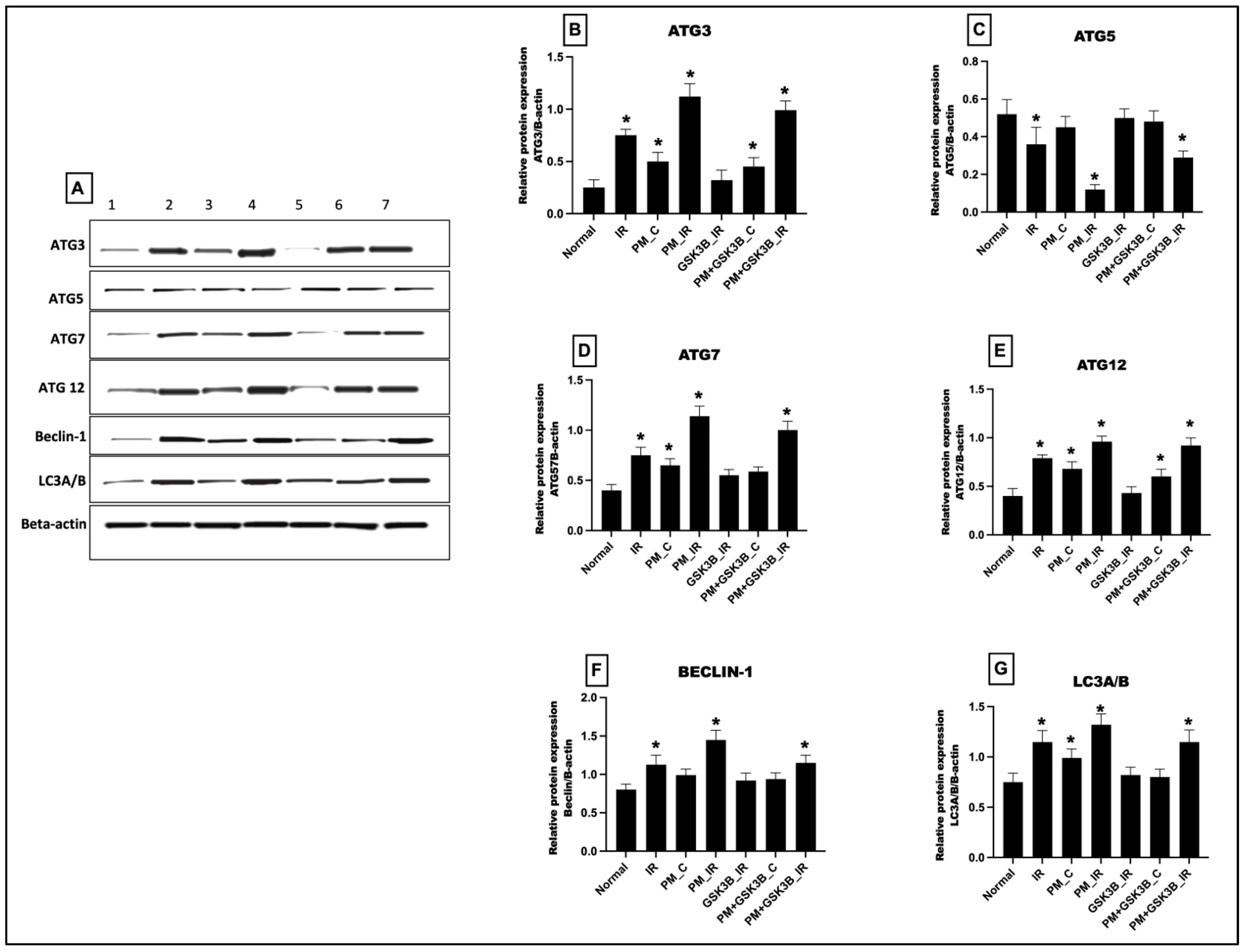 Cells 12 02064 g005 Cells 12 02064 g005