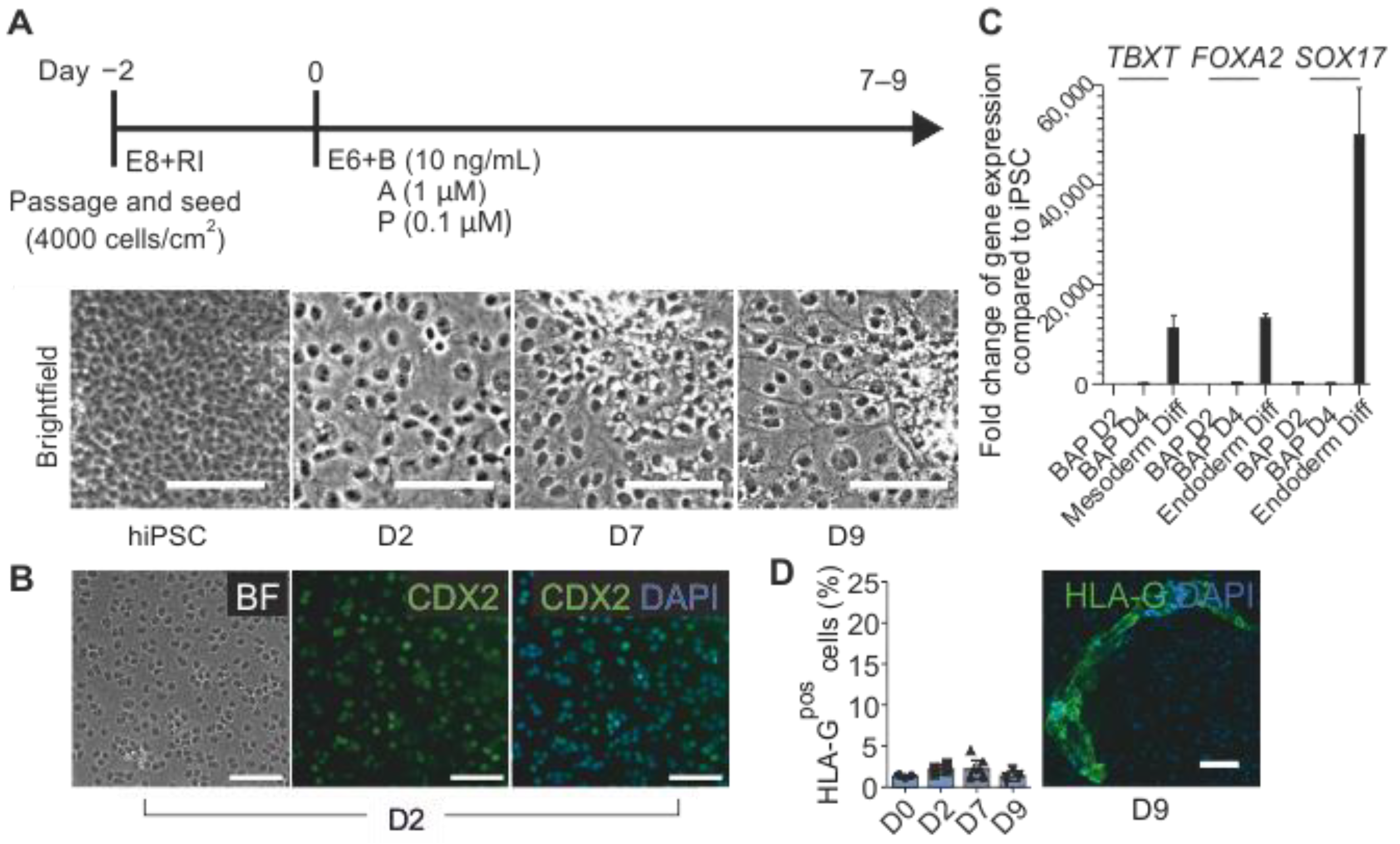 Cells 12 02070 g001 Cells 12 02070 g001