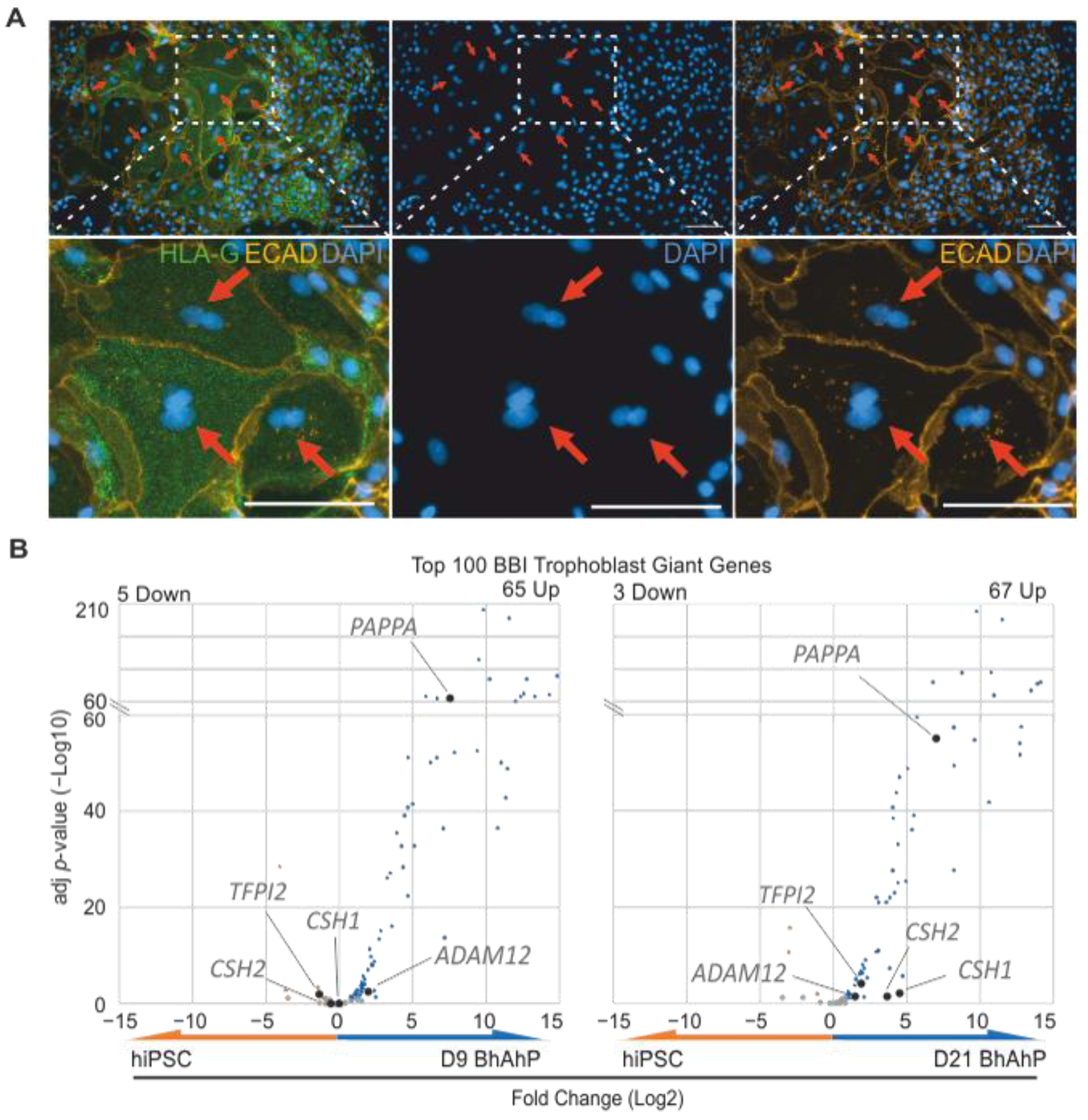 Cells 12 02070 g007 Cells 12 02070 g007
