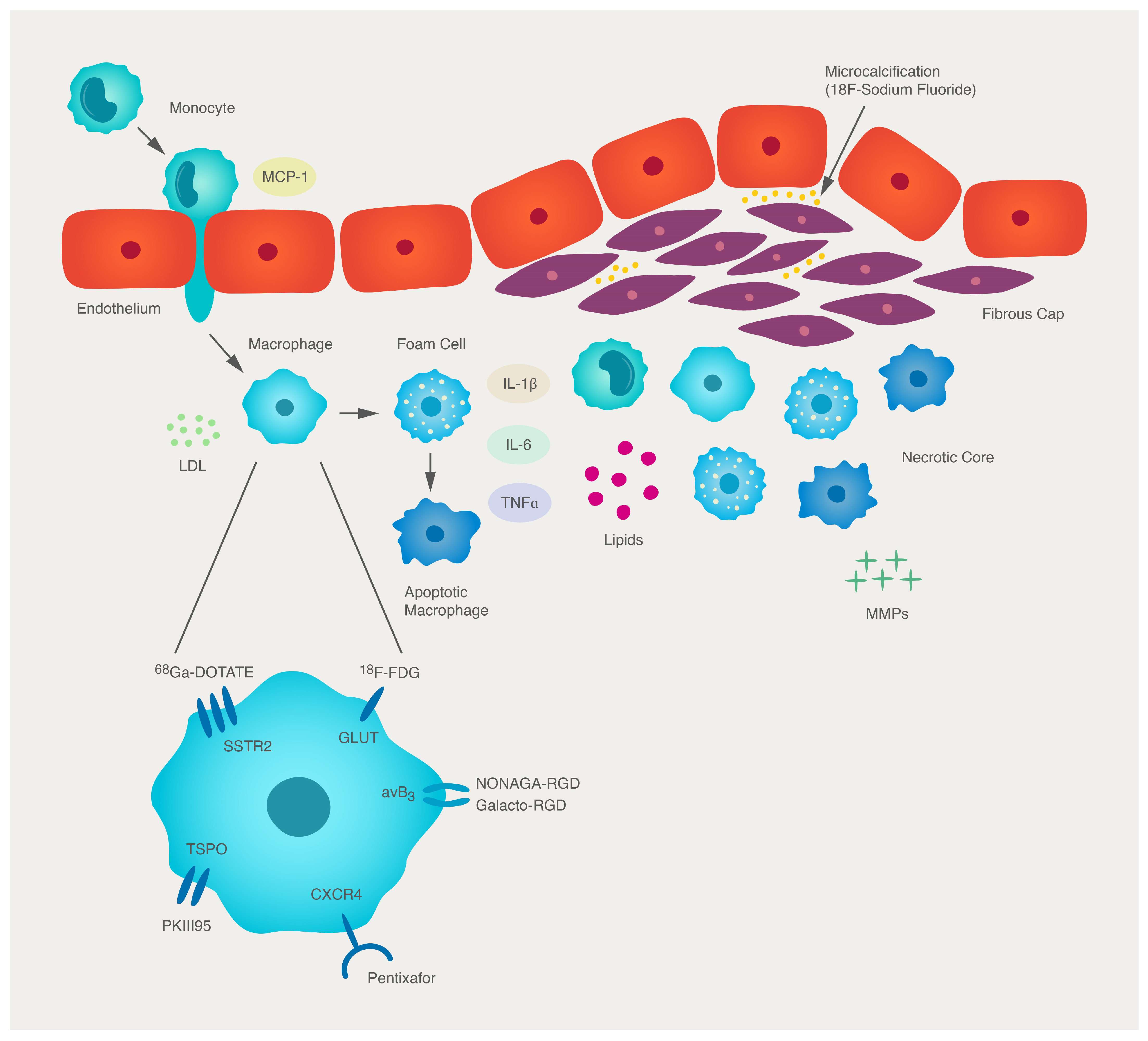 Cells 12 02073 g001