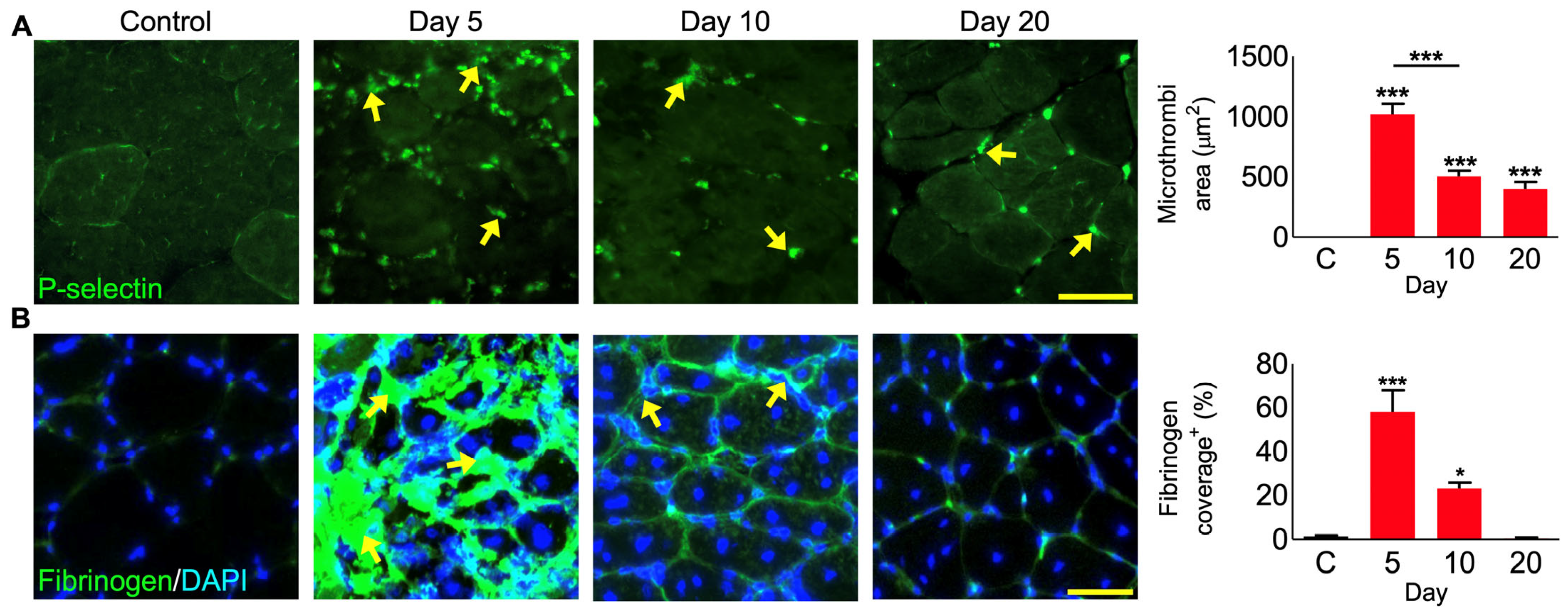 Cells 12 02074 g006 Cells 12 02074 g006