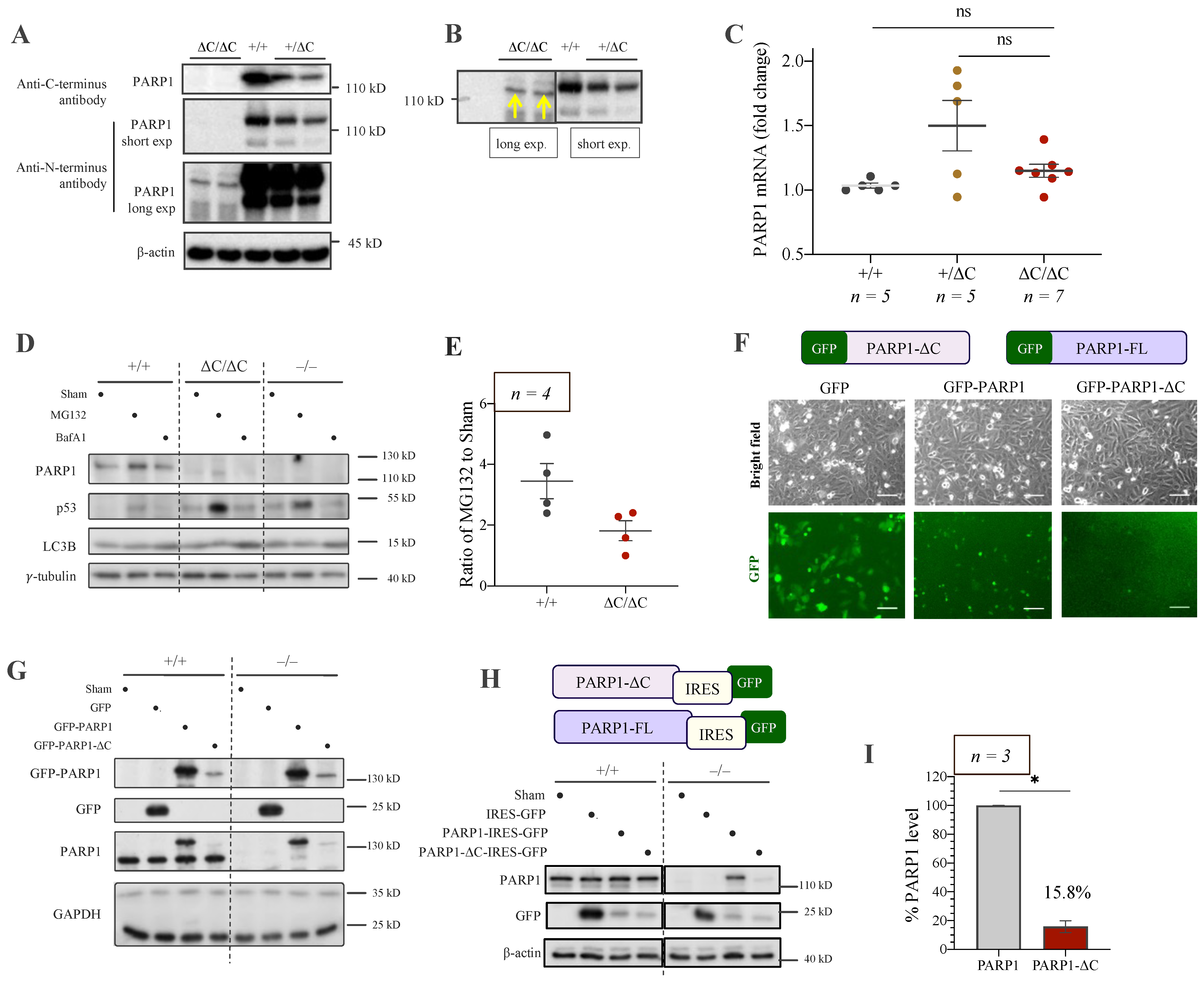 Cells 12 02078 g003