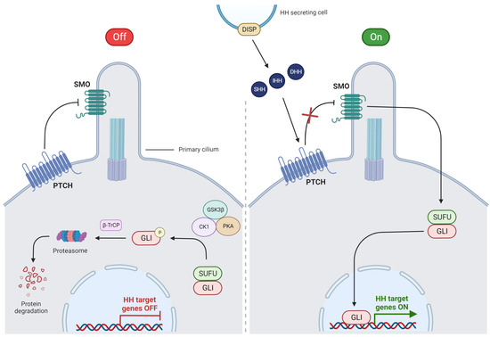 The Role of Hedgehog Signaling Pathway in Head and Neck Squamous