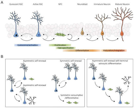 Neuron Growing From Youthful Vigor to Aging Decline: Unravelling the Intrinsic and ...
