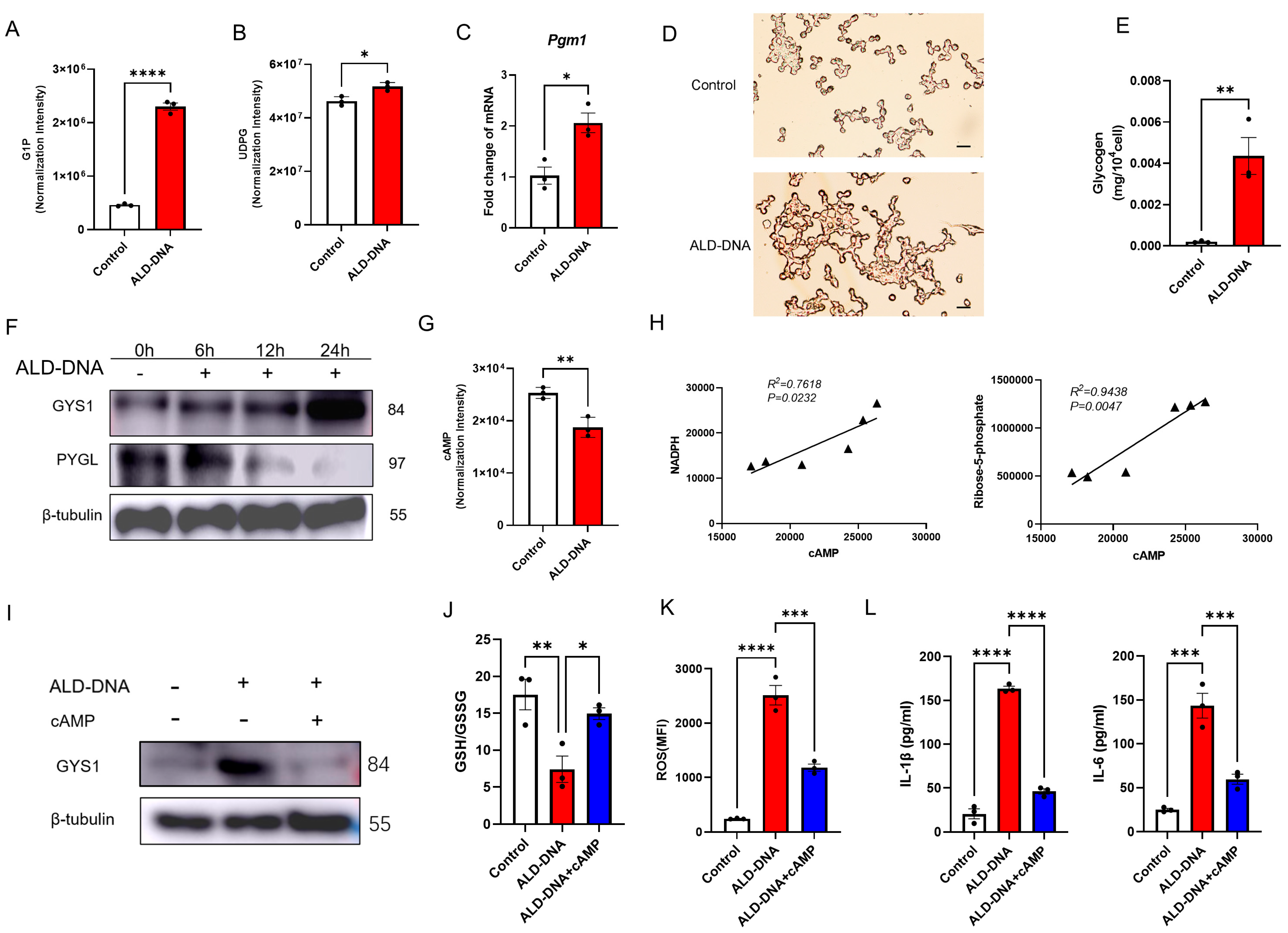 Cells 12 02093 g004 Cells 12 02093 g004