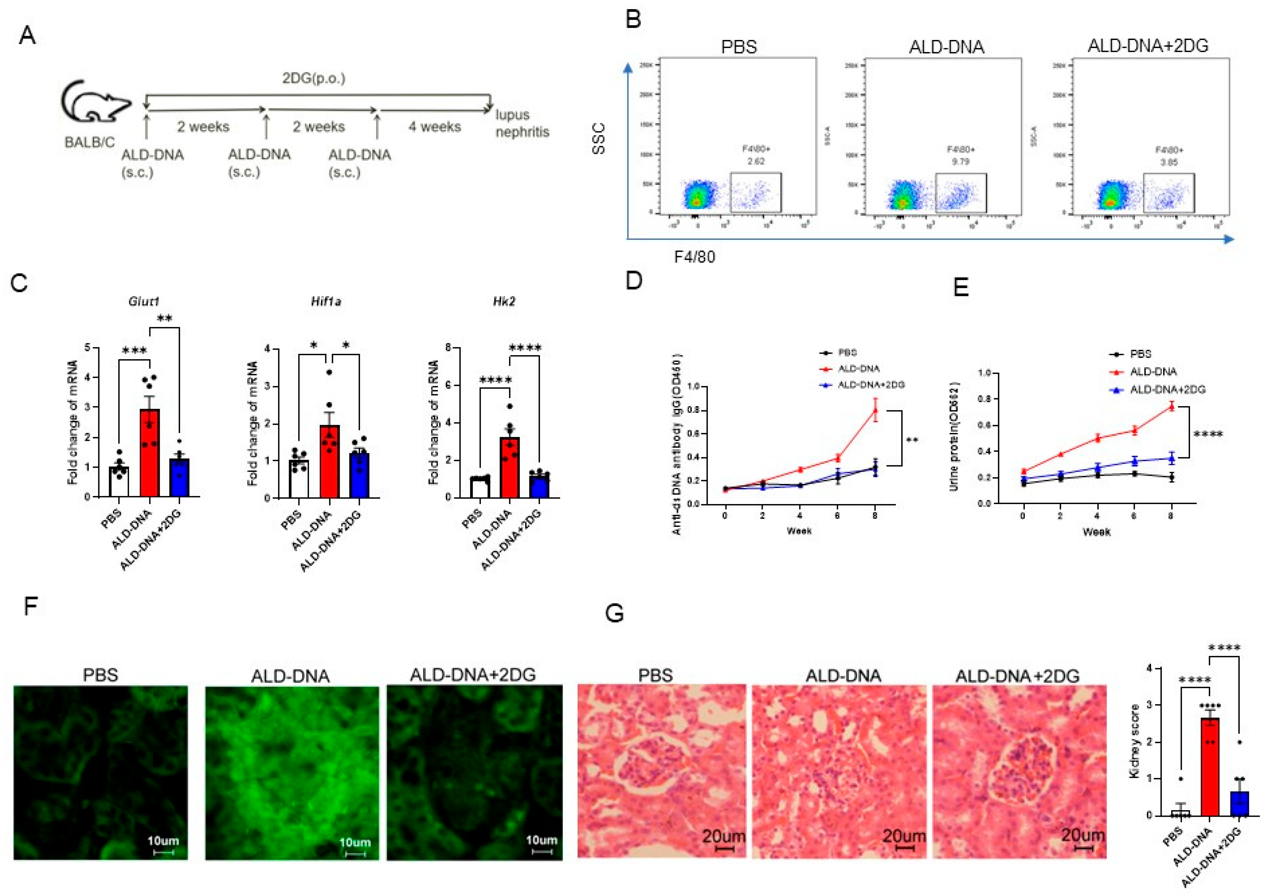 Cells 12 02093 g005 Cells 12 02093 g005