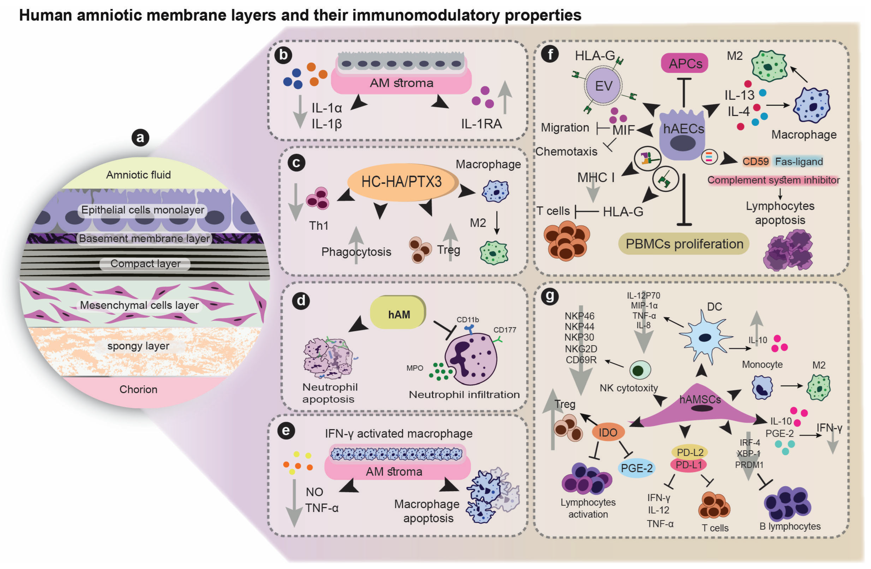 Cells 12 02114 g001 Cells 12 02114 g001