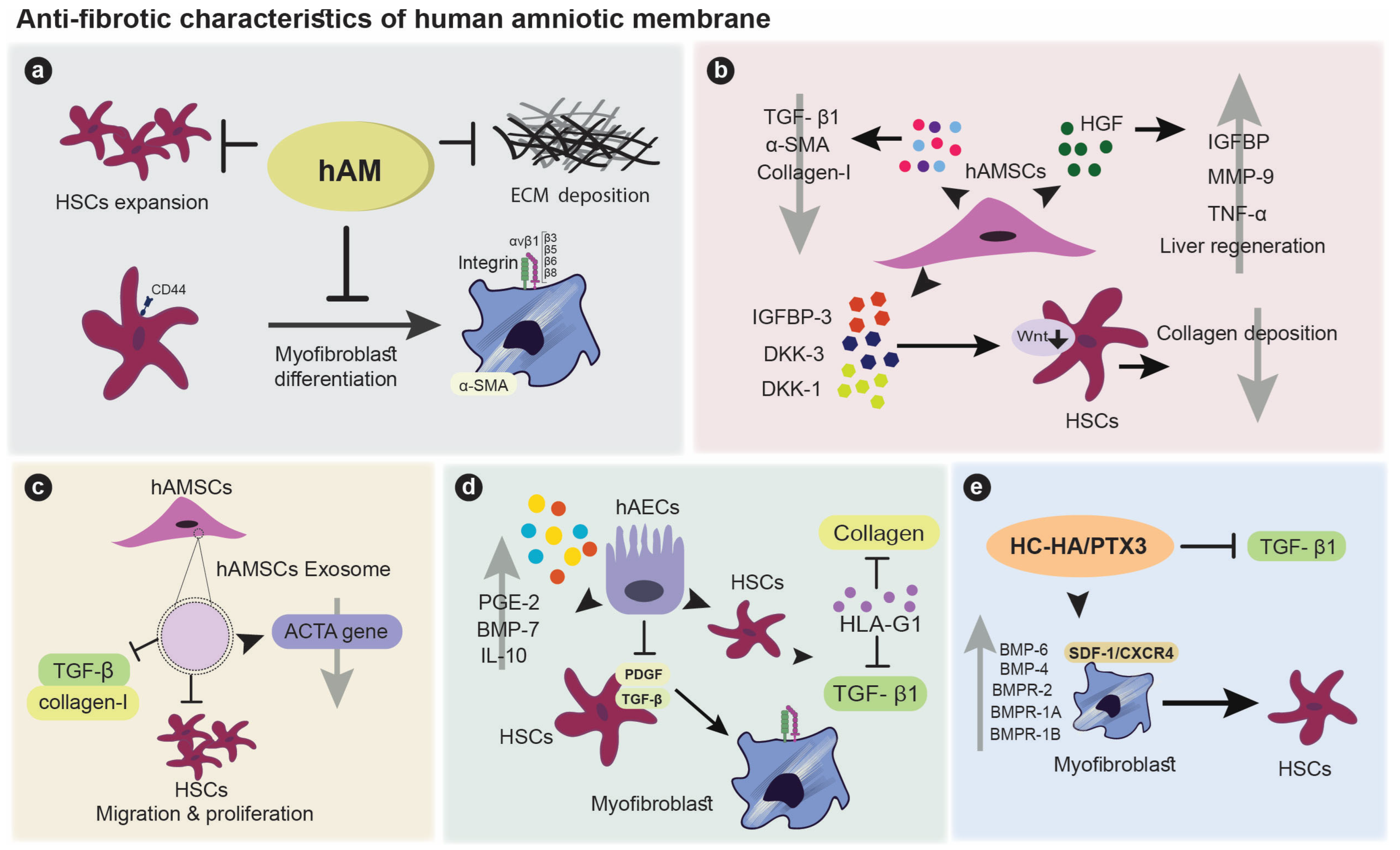 Cells 12 02114 g002 Cells 12 02114 g002