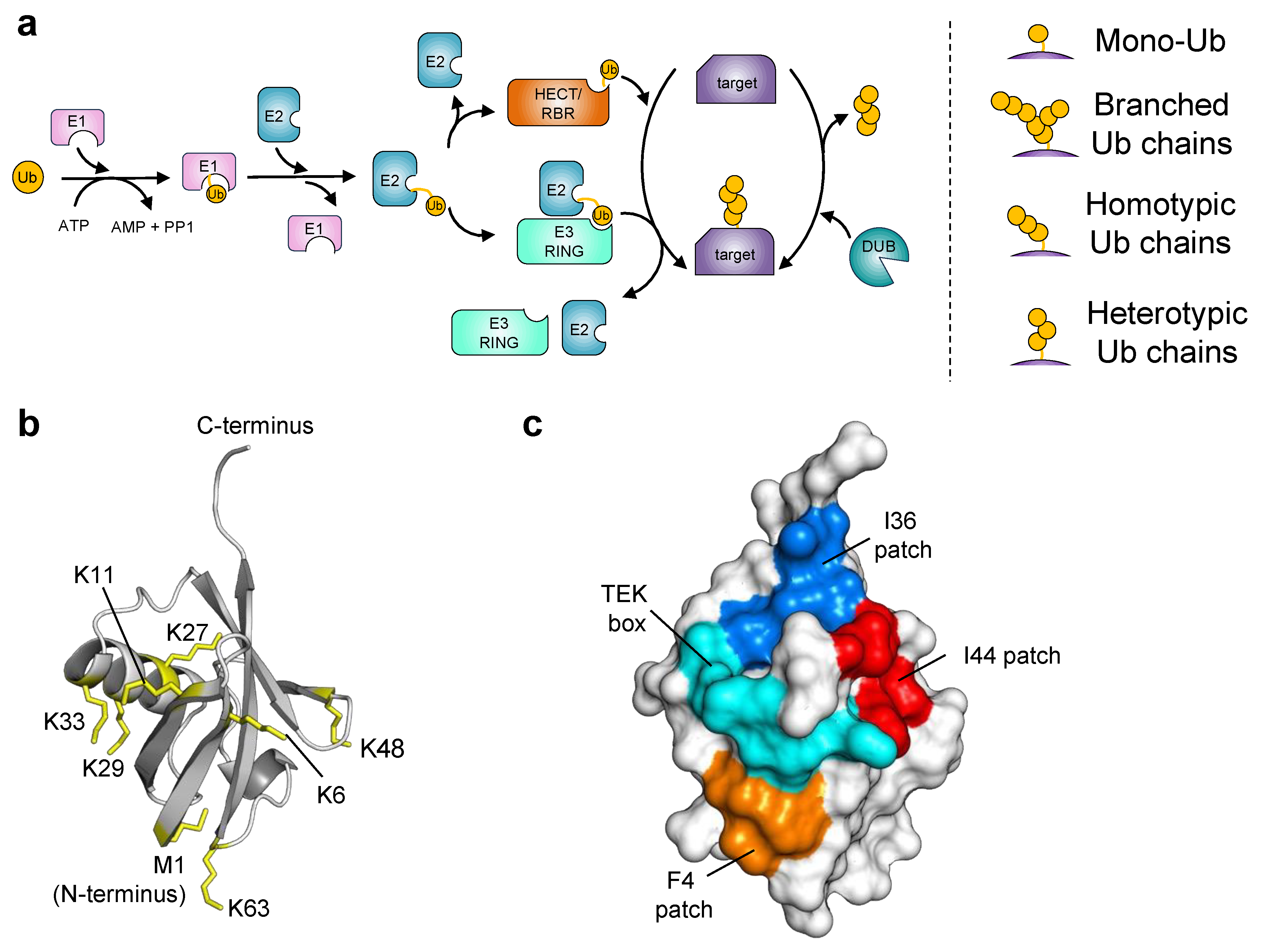 Ubiquitin Engineering for Interrogating the ... Biology Diagrams