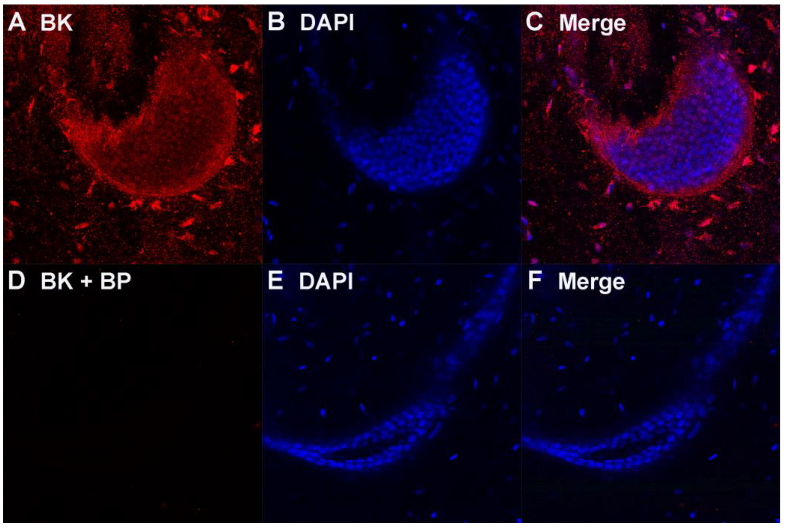 Cells 12 02125 g001 Cells 12 02125 g001