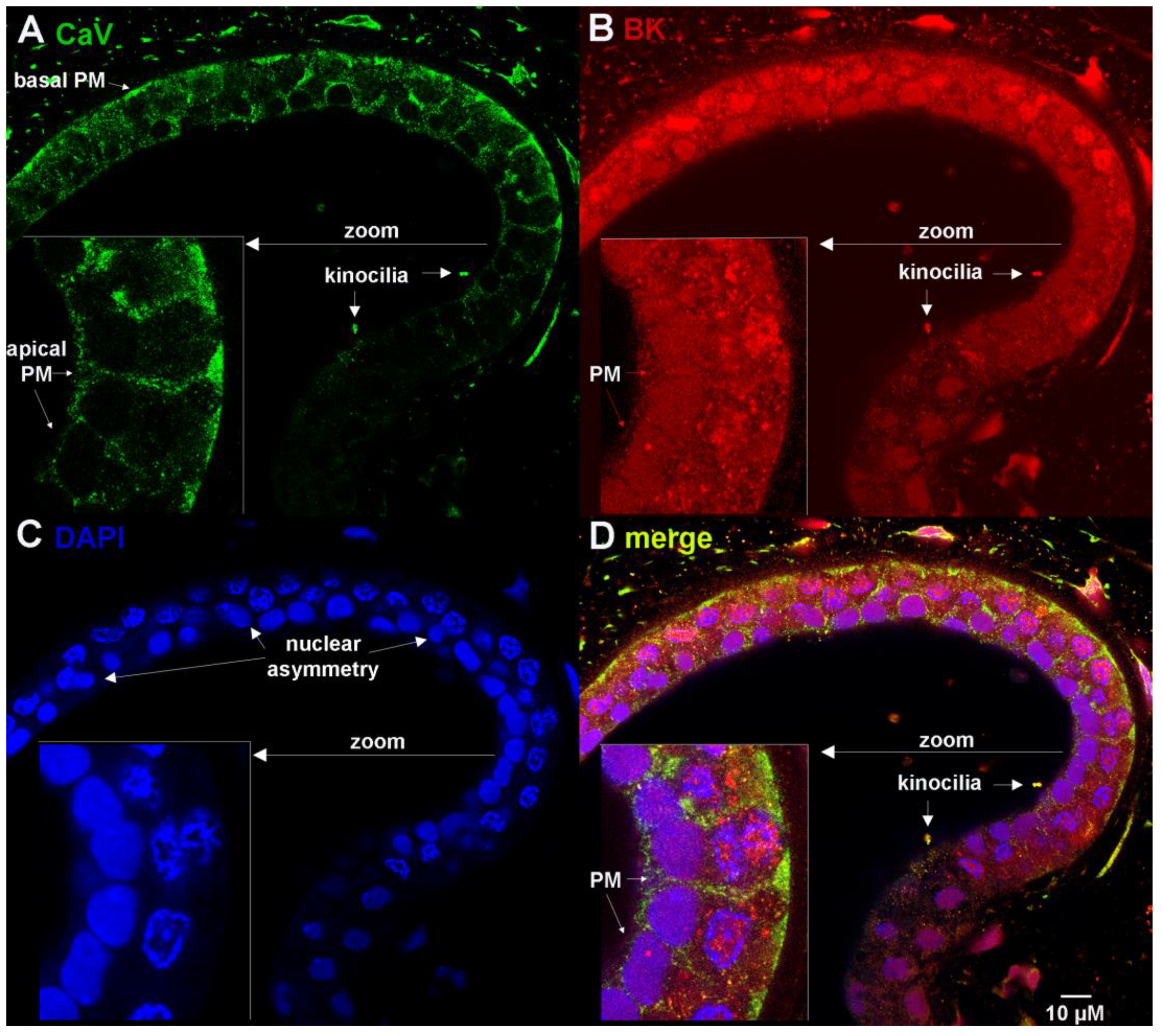 Cells 12 02125 g002 Cells 12 02125 g002