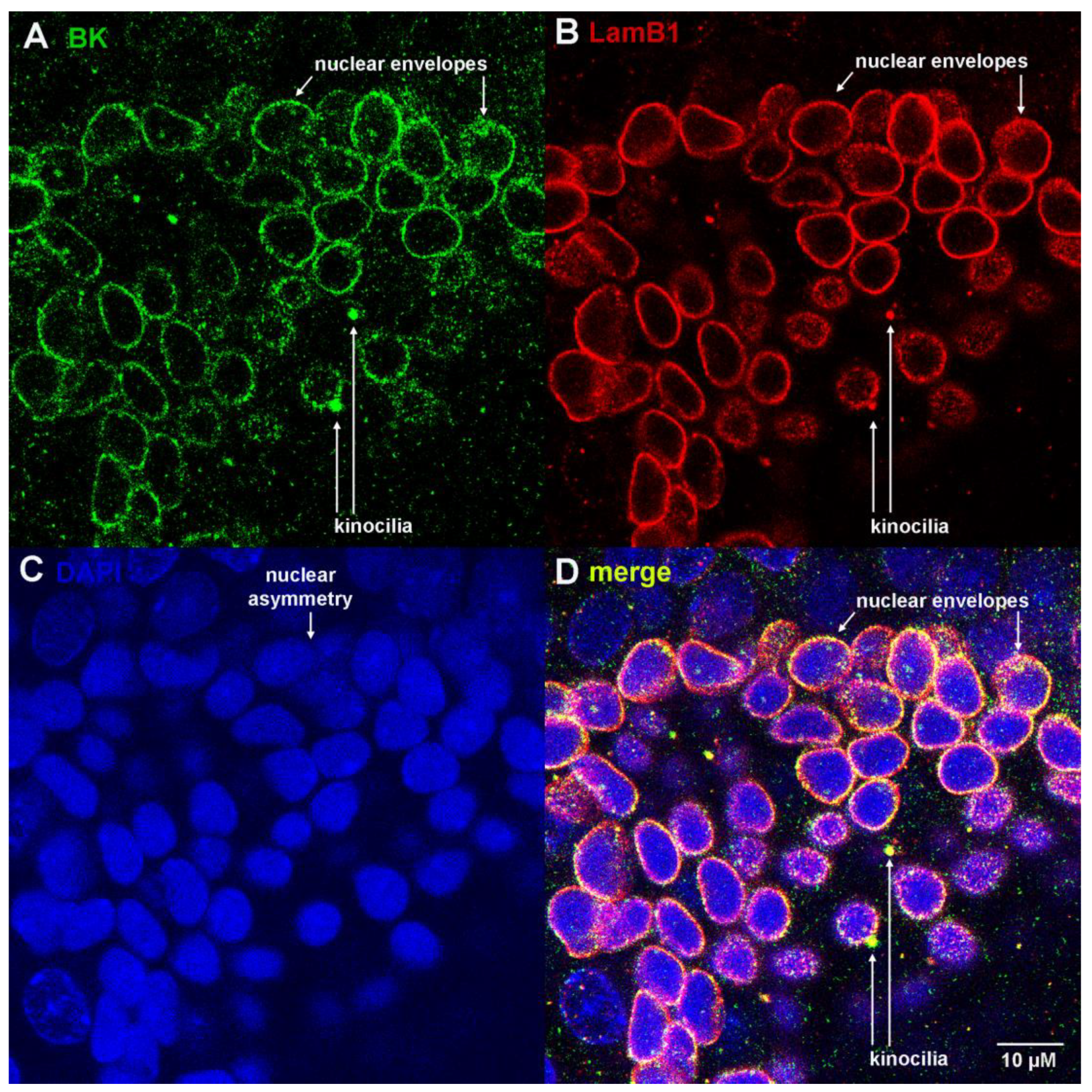 Cells 12 02125 g003 Cells 12 02125 g003