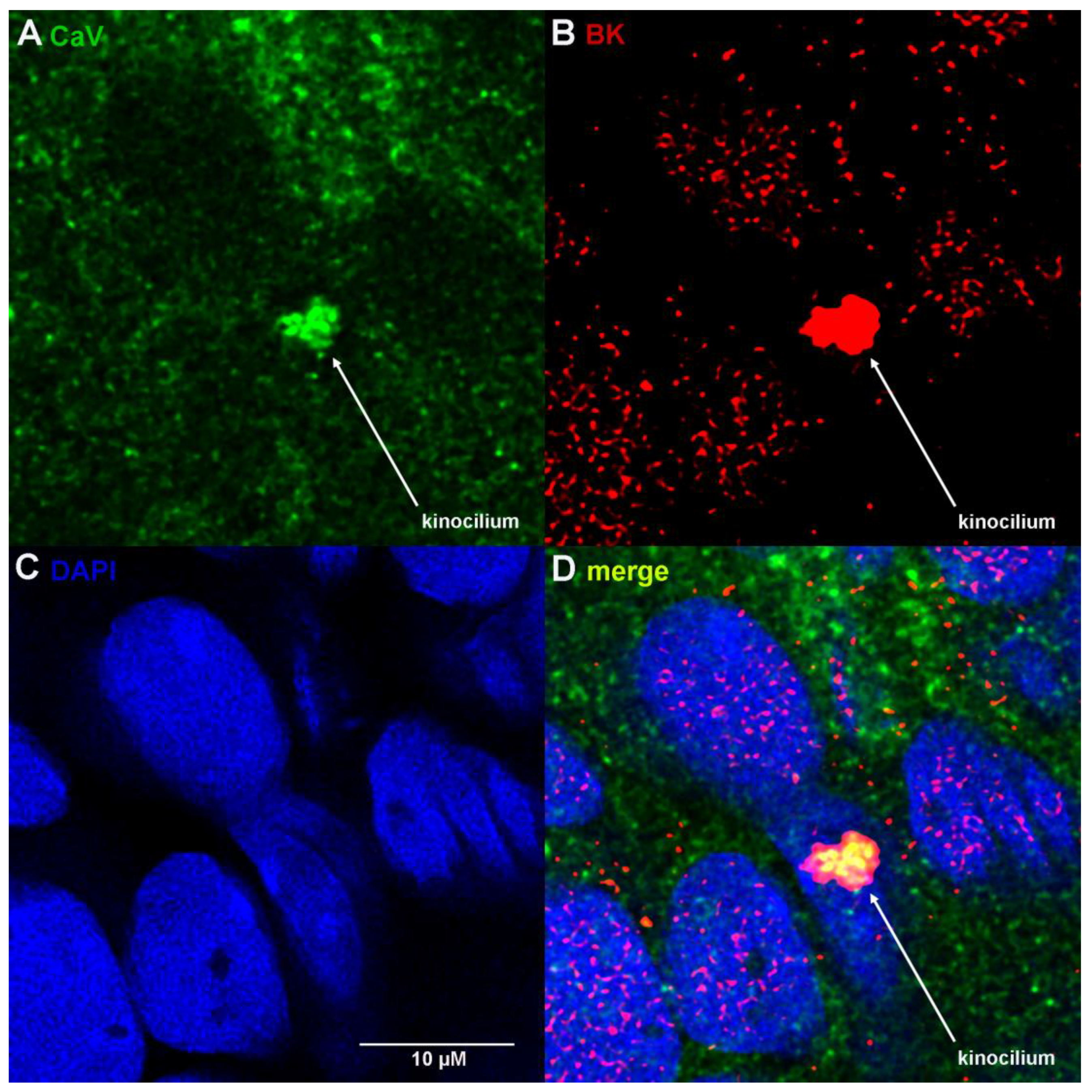 Cells 12 02125 g004 Cells 12 02125 g004