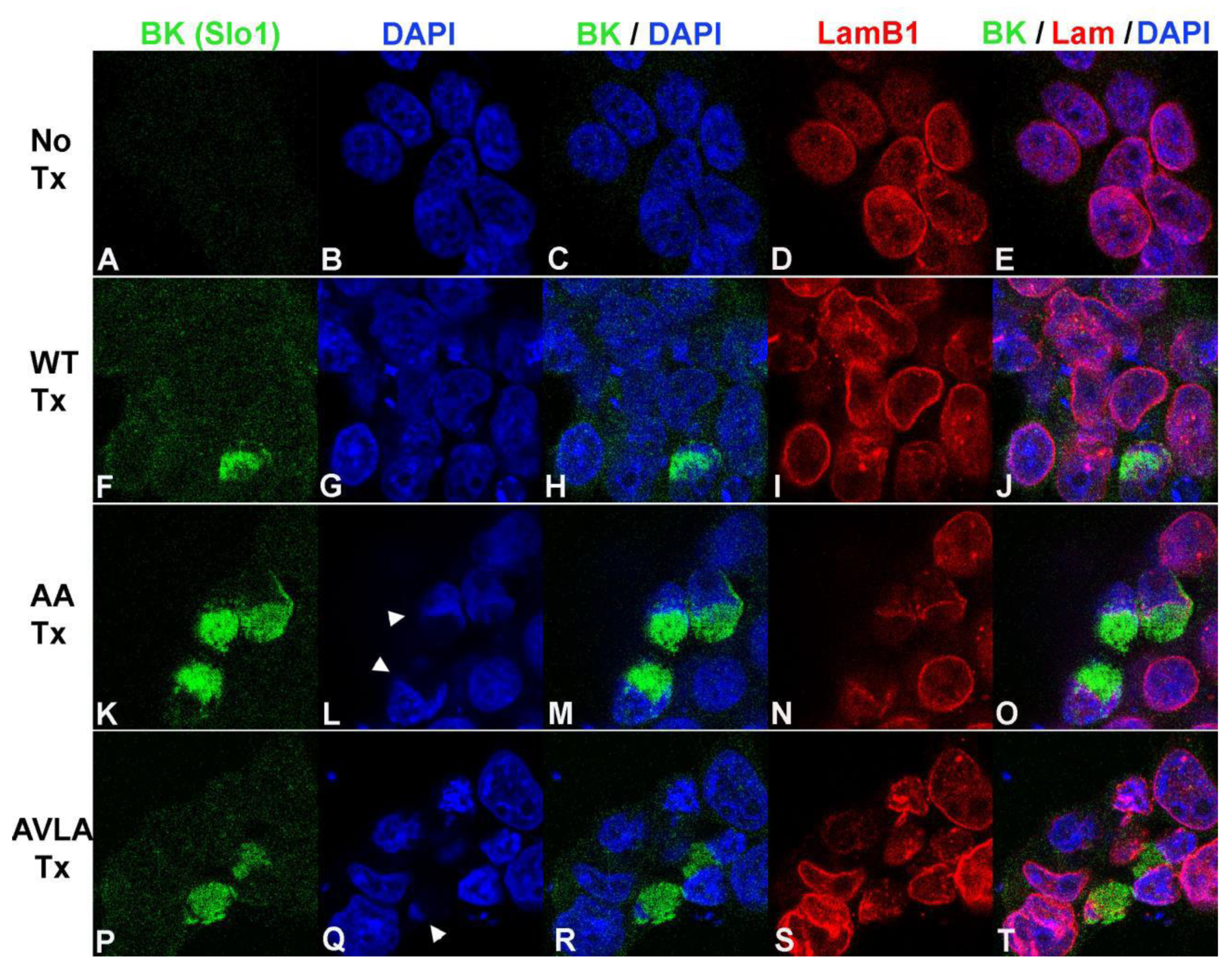 Cells 12 02125 g005 Cells 12 02125 g005
