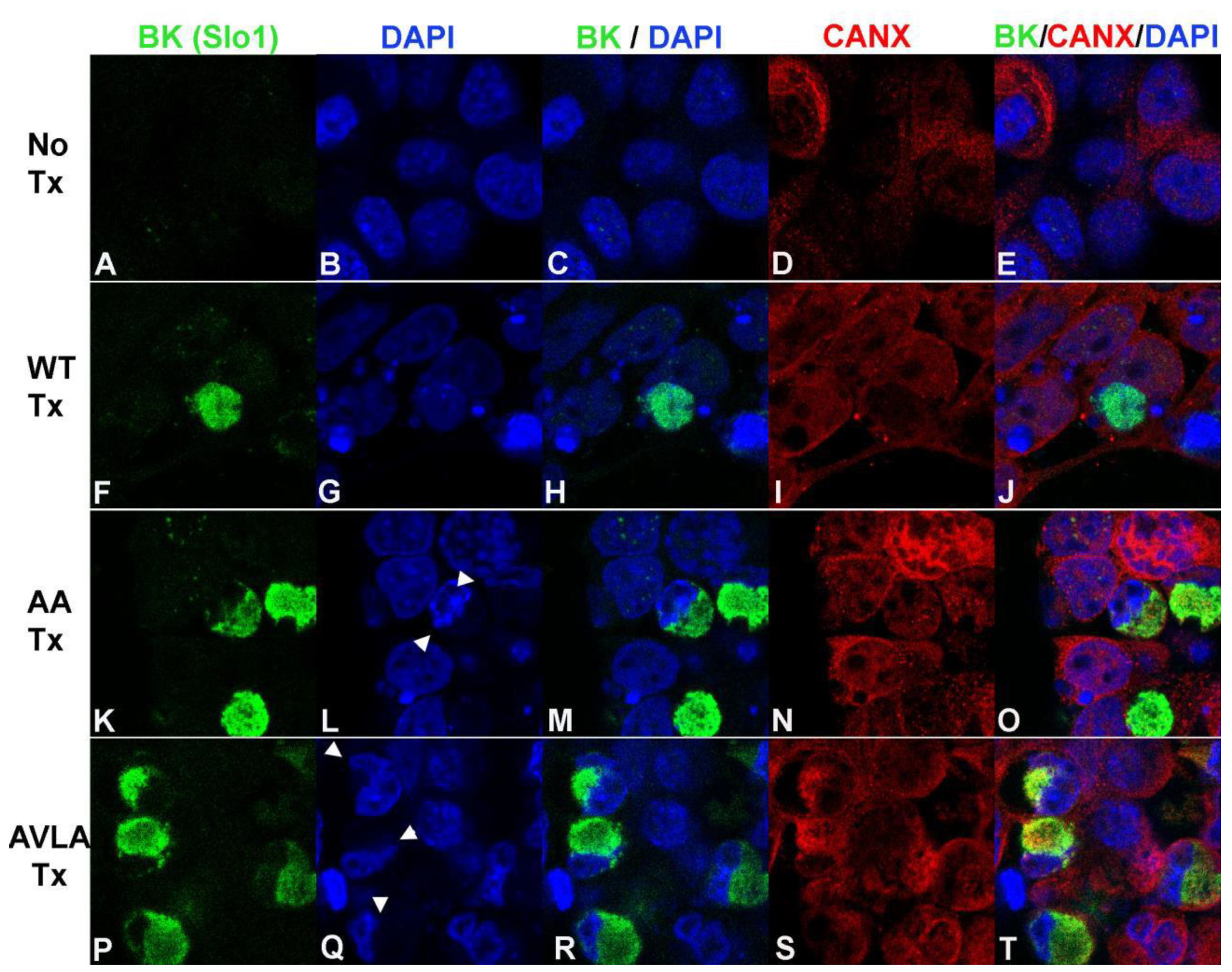 Cells 12 02125 g006 Cells 12 02125 g006