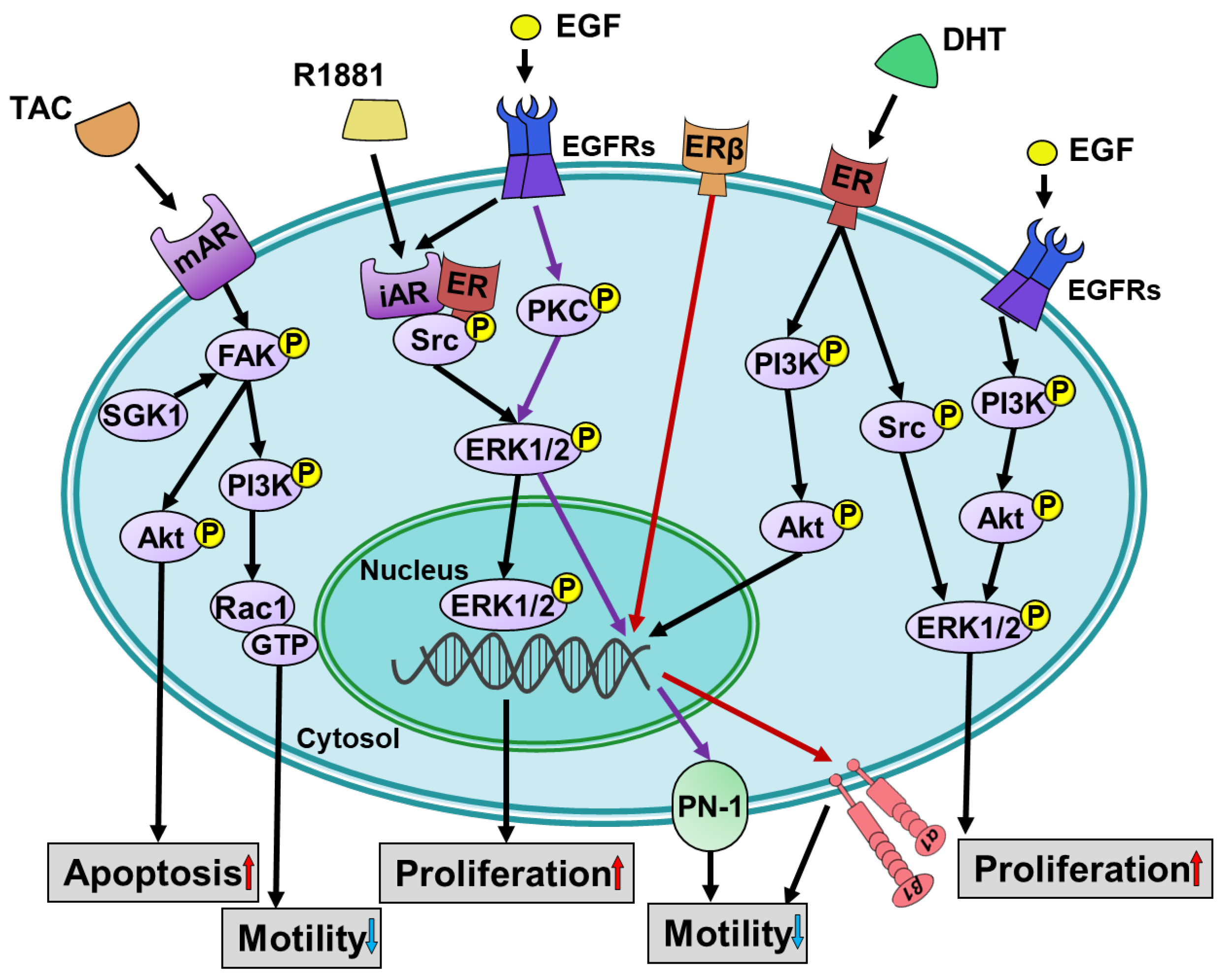 Cells 12 02126 g001 Cells 12 02126 g001